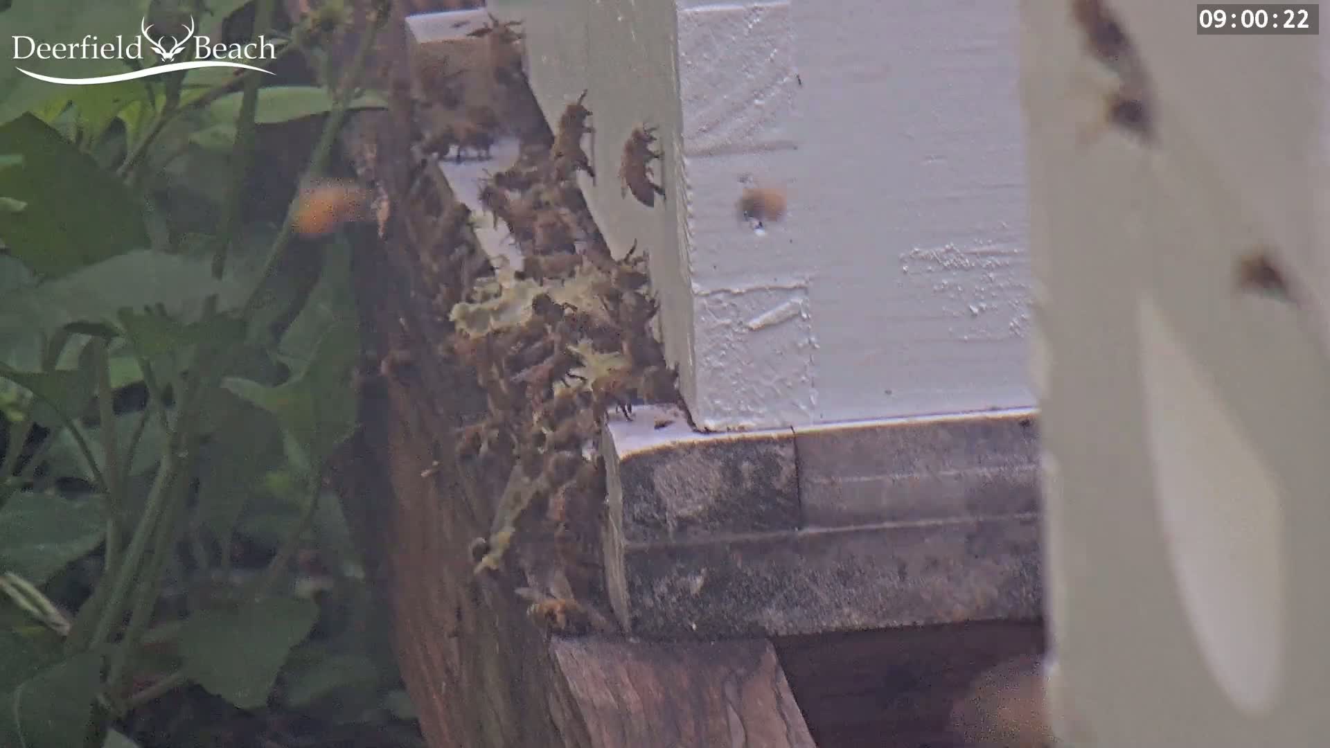 Many bees cluster around the base of a white beehive outdoors.
