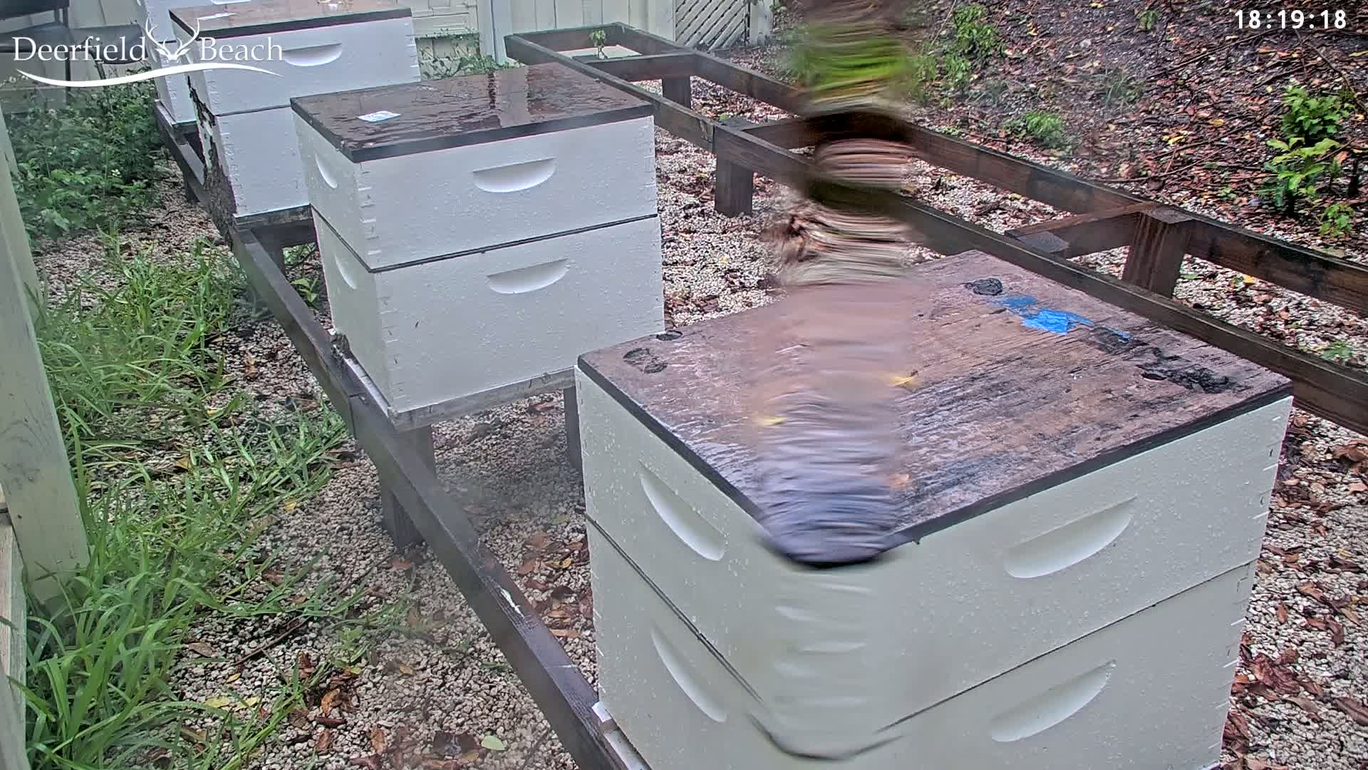 Several white beehives sit on wooden stands outdoors in the rain.