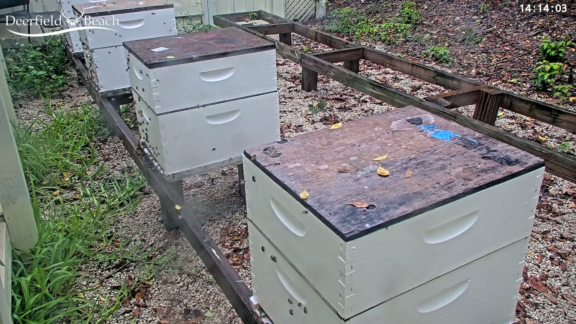 Several white beehives sit on a wooden platform outdoors in a gravel area with patchy grass and scattered leaves.