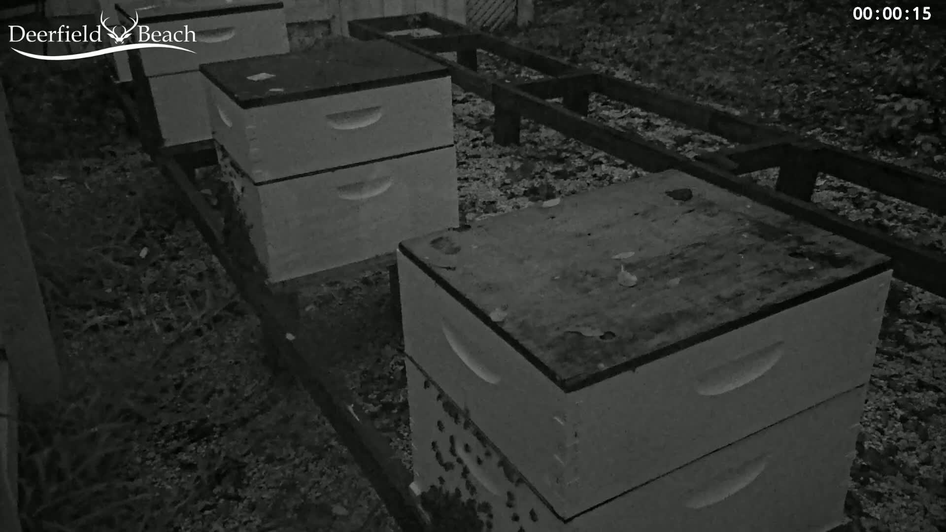 Deerfield Beach City Bee Apiary Farm Live Cam - Deerfield Beach, Broward, Florida, USA