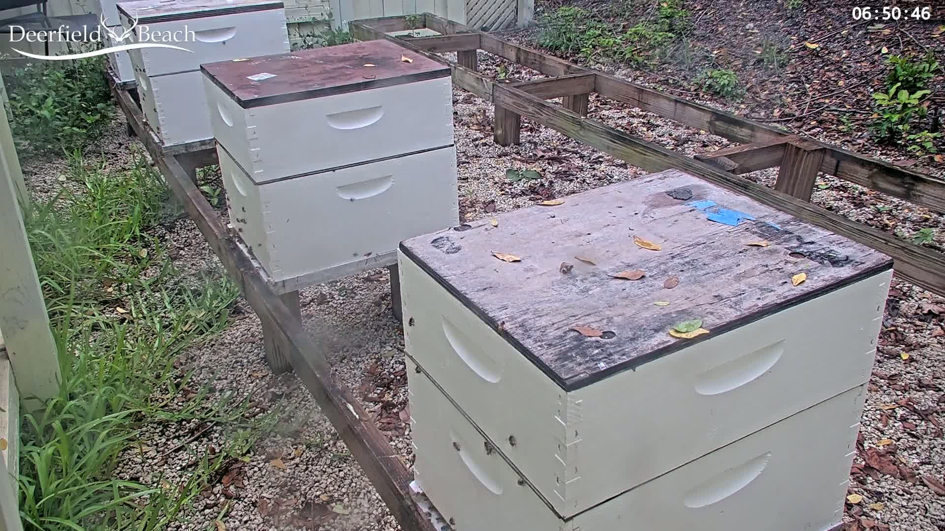 Several white beehives sit on a gravel ground outdoors amid light mist and scattered leaves.