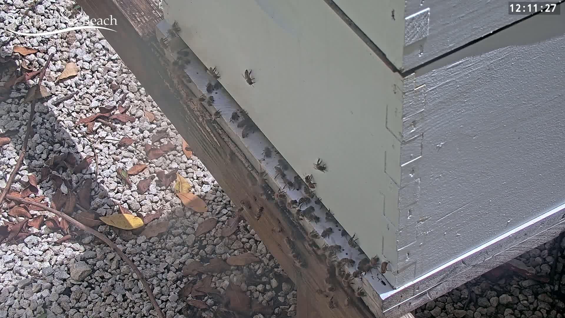 A beehive sits on a gravel ground, partially shaded, with many bees clustered along its entrance.