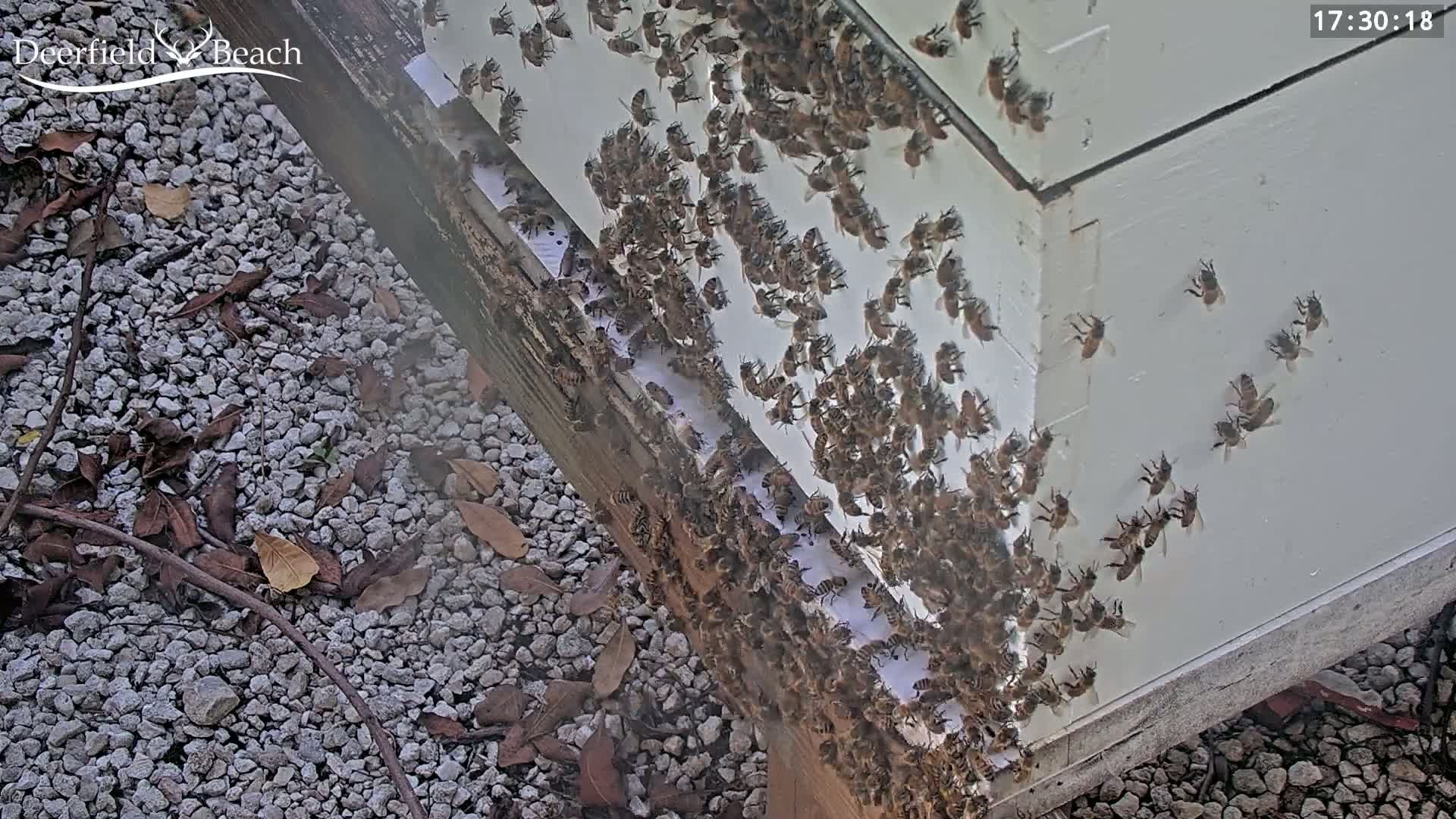 A large number of honeybees cover the exterior of a white beehive on a gravel ground with scattered leaves.