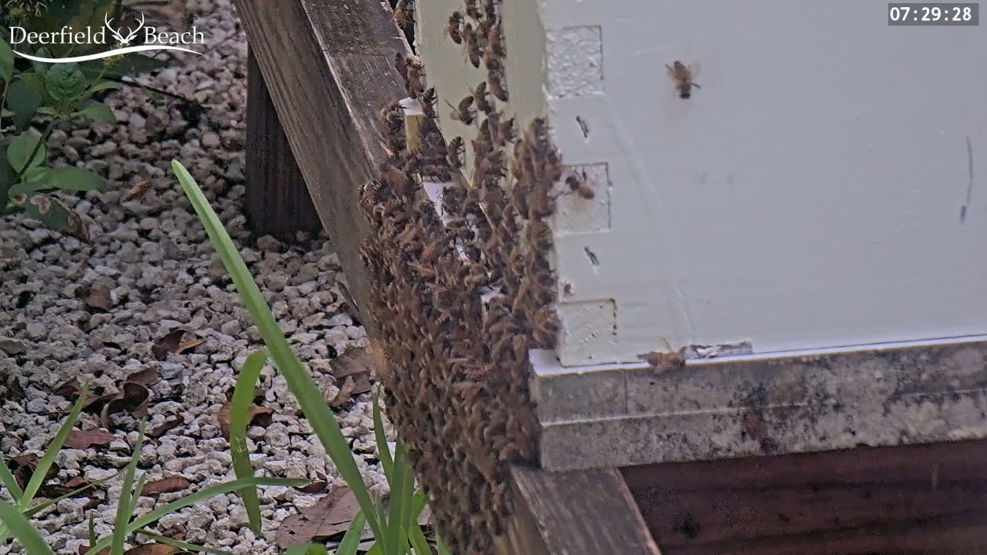 A large cluster of bees covers the side of a white beehive on a wooden structure outdoors.