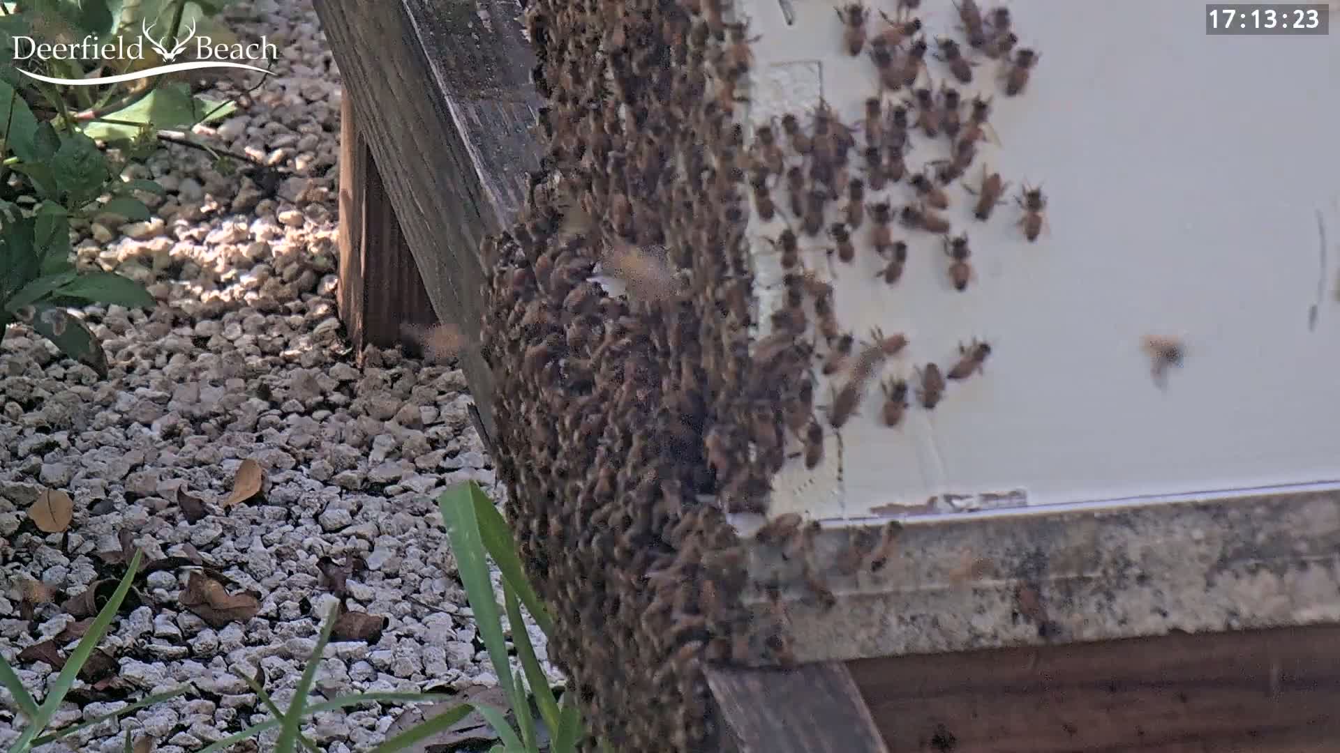 Deerfield Beach City Bee Apiary Farm Live Cam - Deerfield Beach, Broward, Florida, USA