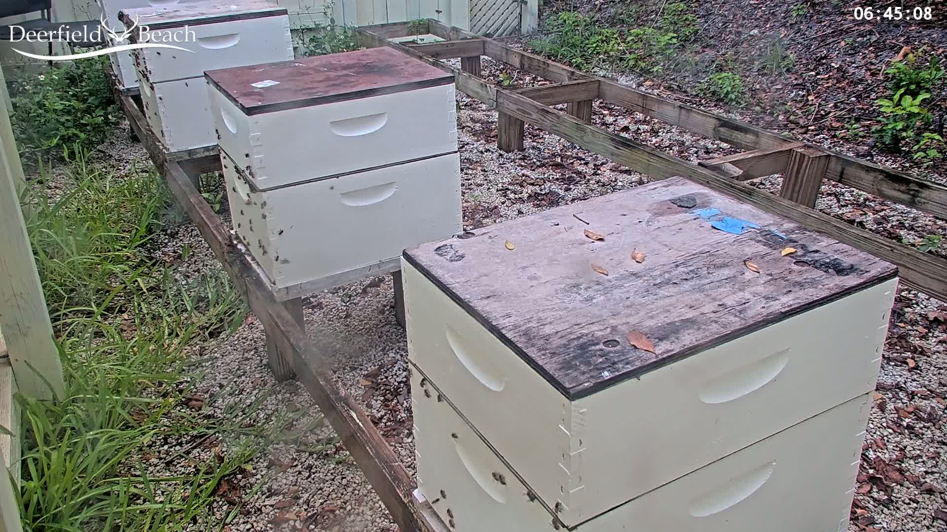 Several beehives sit on a wooden platform in a gravel area with overgrown grass and scattered leaves, under overcast skies.