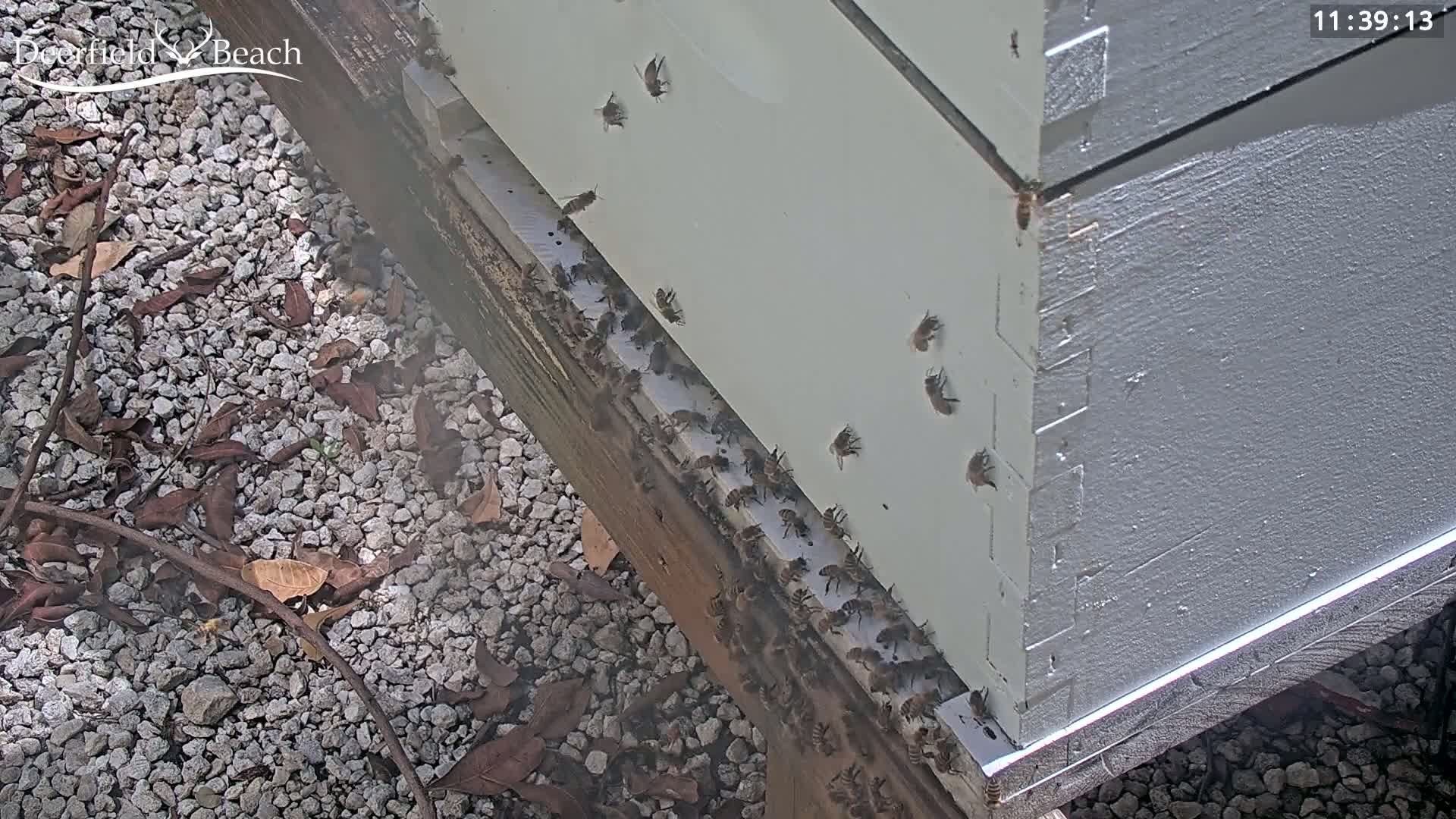 Many bees are clustered around the entrance of a beehive on a gravel ground strewn with leaves.
