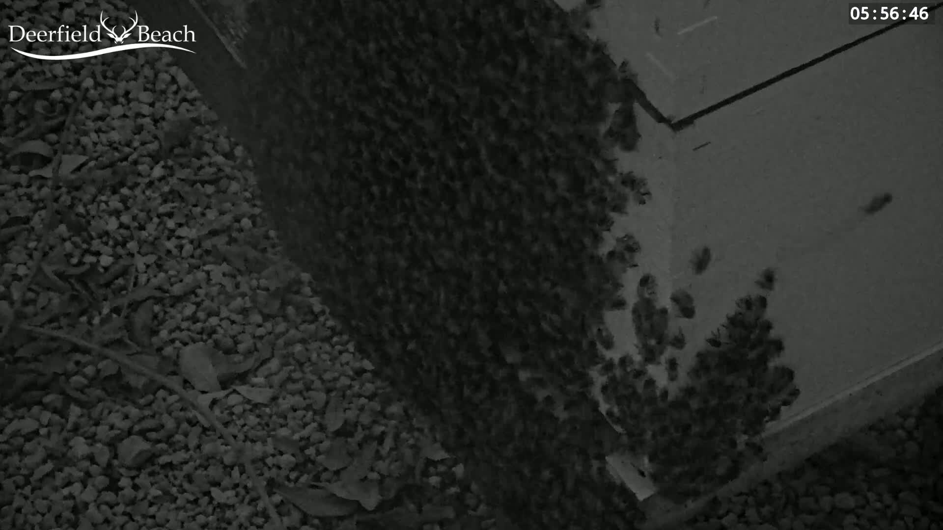 A large swarm of bees covers the side of a light-colored box at night, next to a gravel surface.