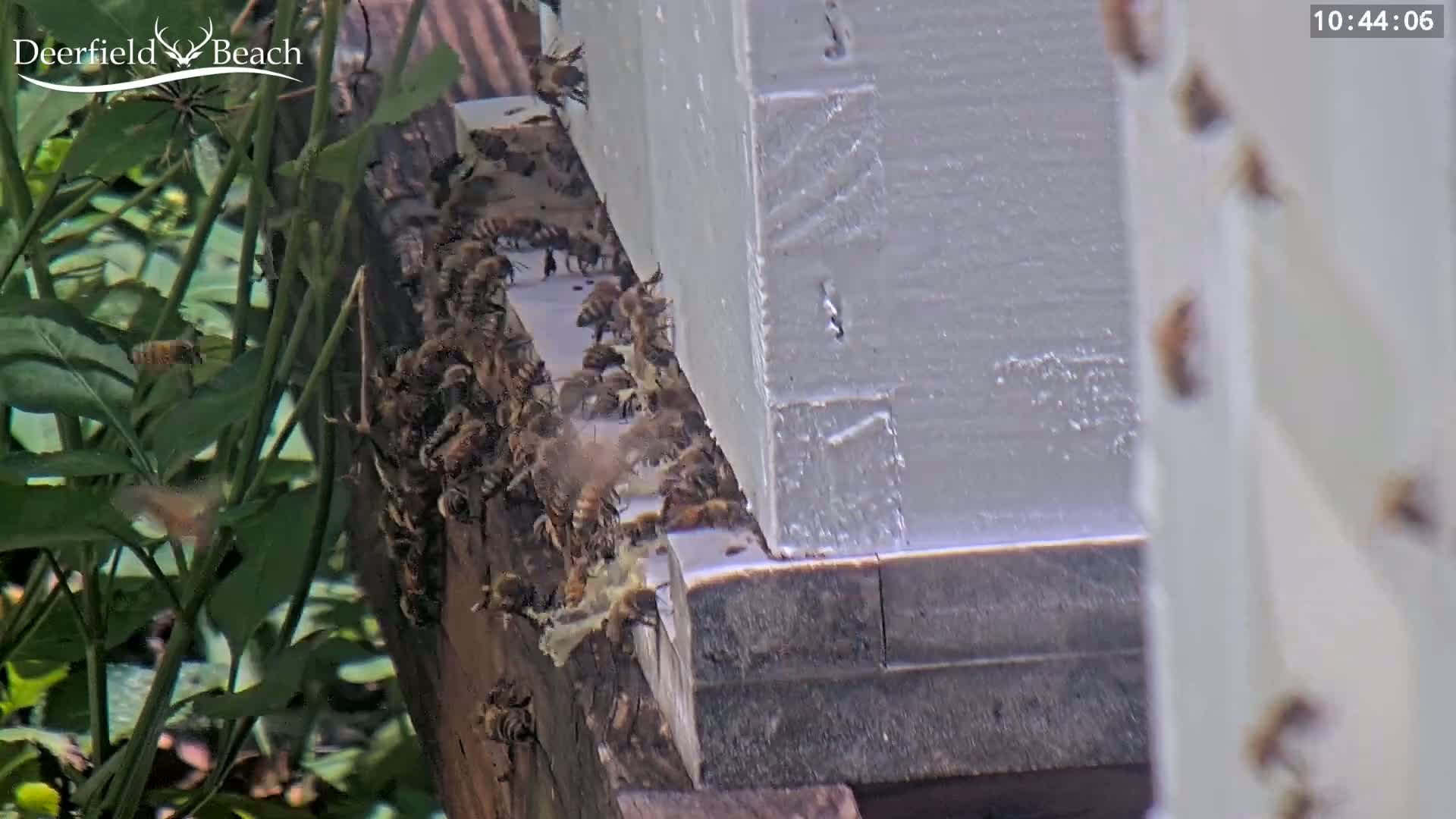A large number of honeybees cluster around the base of a white beehive outdoors.