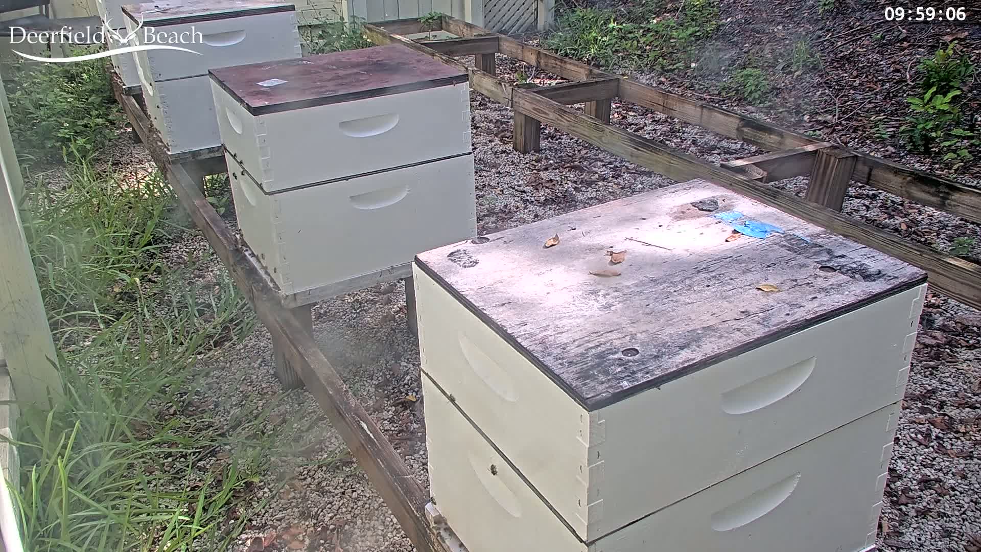 Several white beehives sit on wooden stands in a gravel area partially shaded by vegetation, with a light haze present.