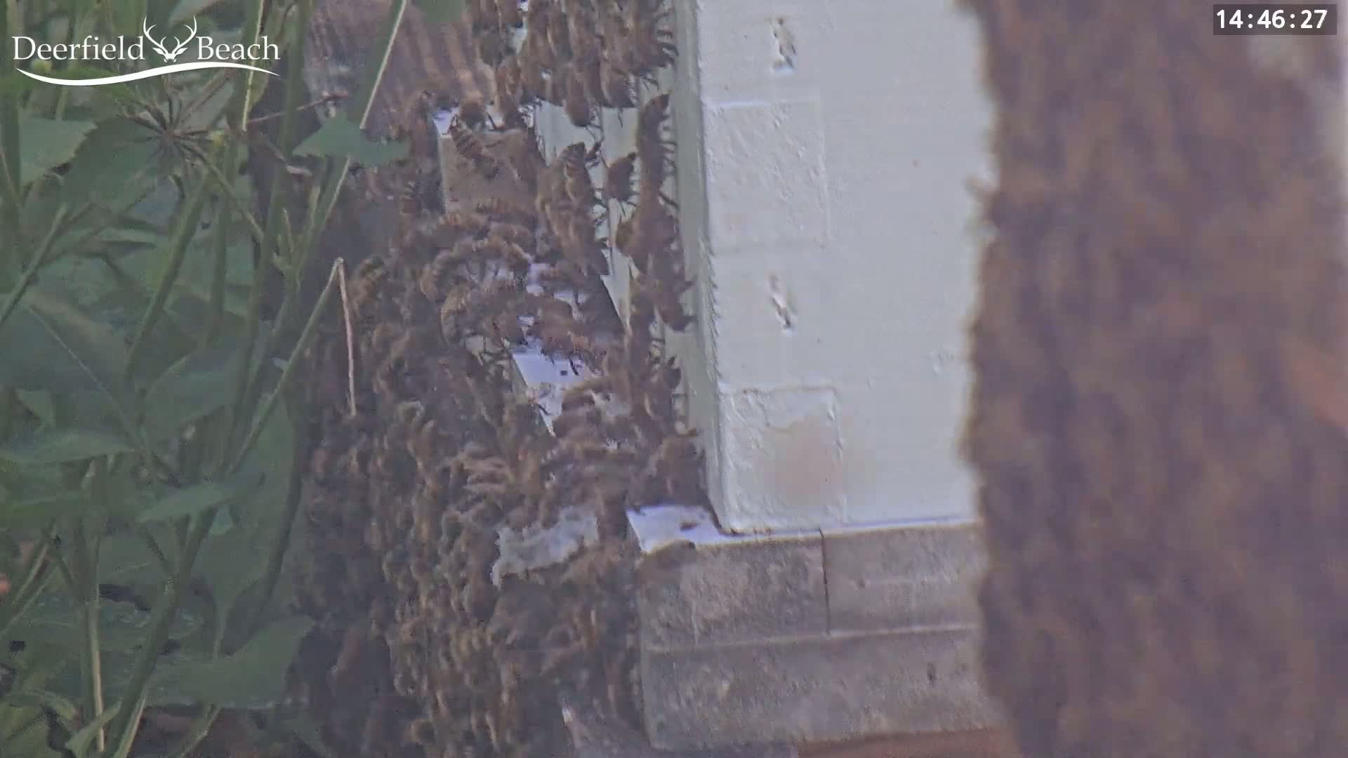 Deerfield Beach City Bee Apiary Farm Live Cam - Deerfield Beach, Broward, Florida, USA