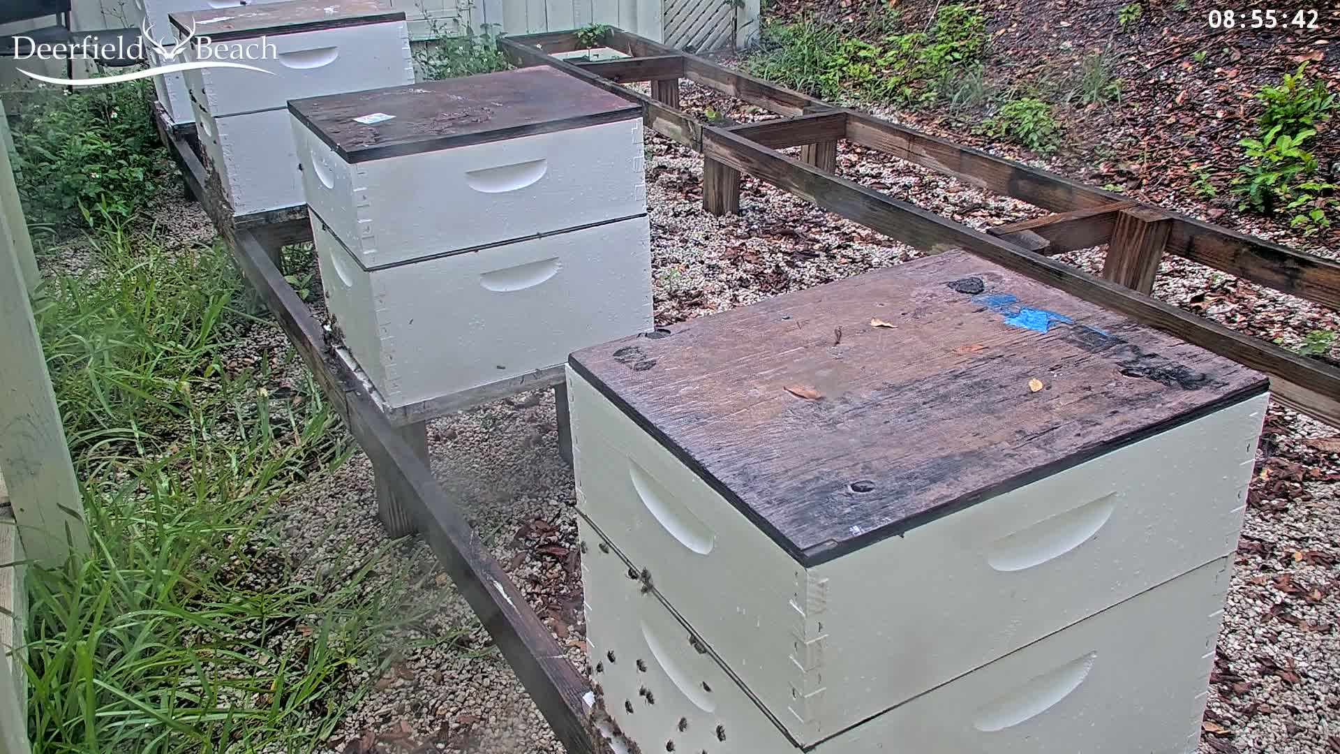 Several stacked beehives sit outdoors on a gravel ground partially covered with grass, in damp conditions.