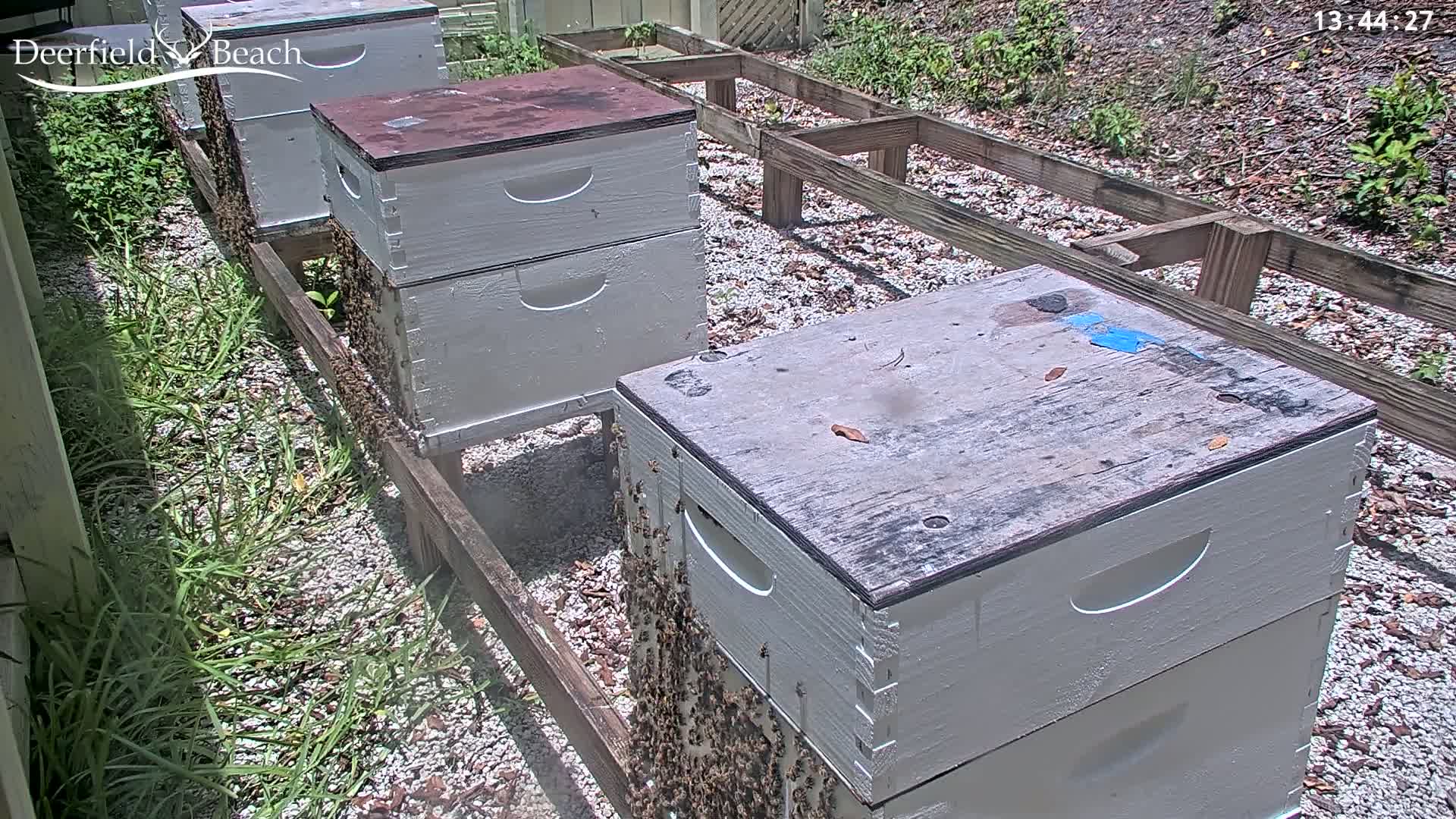 Several beehives sit on a gravel ground partially shaded by weeds in sunny weather.