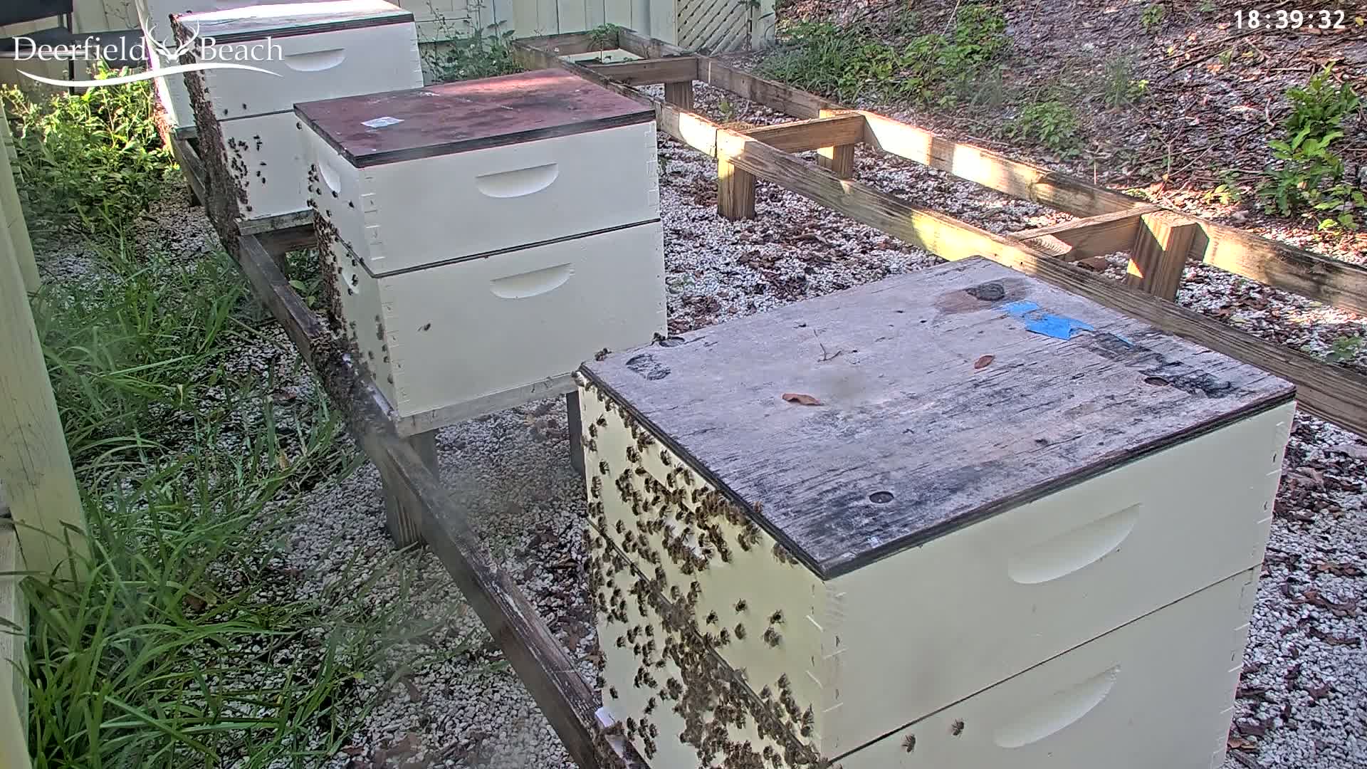 Deerfield Beach City Bee Apiary Farm Live Cam - Deerfield Beach, Broward, Florida, USA