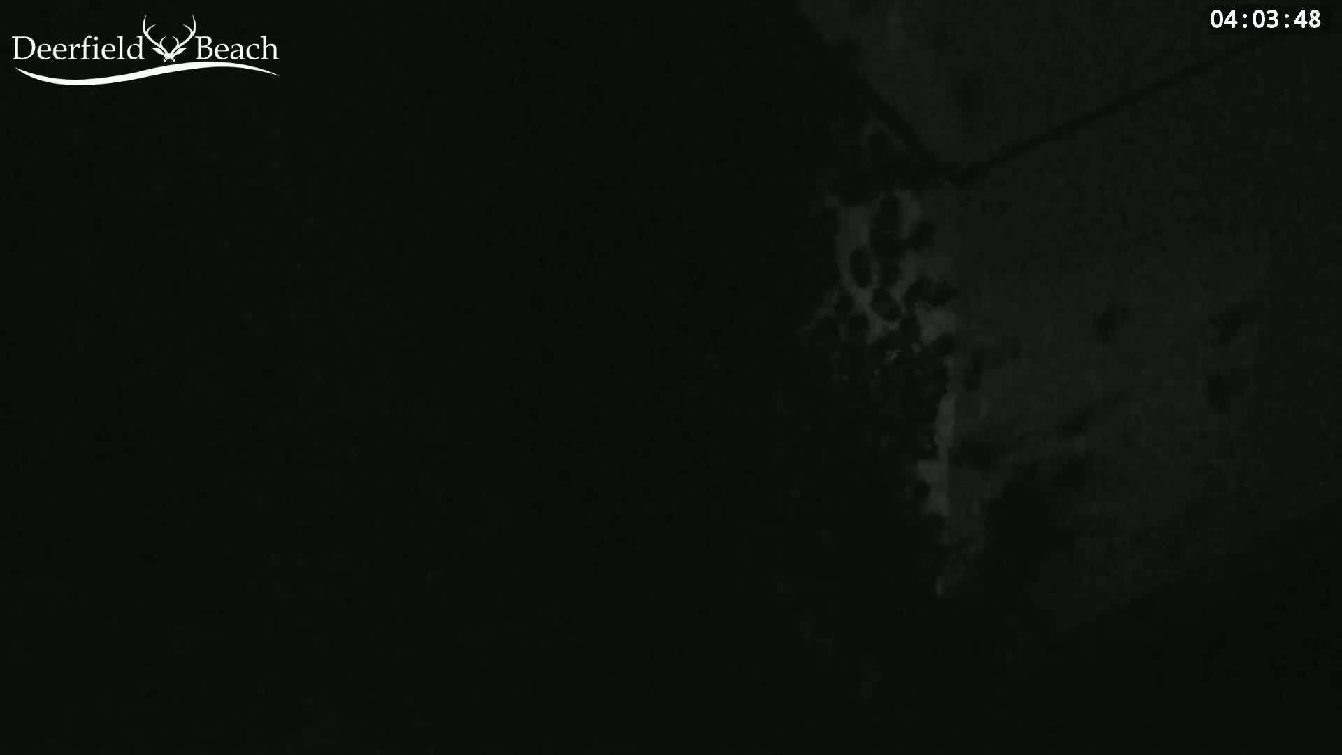 A dark, nighttime scene shows a blurry, light-grey area possibly vegetation, next to a darker, textured surface, possibly a wall.