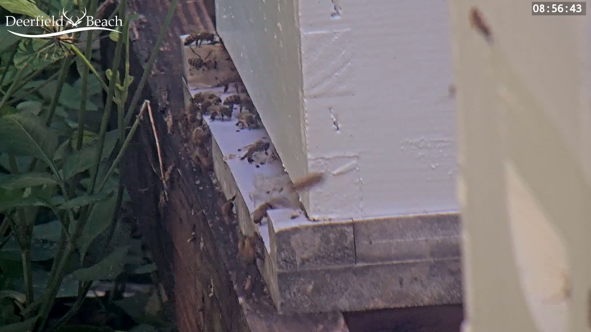 A small animal scurries near a beehive, with numerous bees visible on the ground and hive exterior.