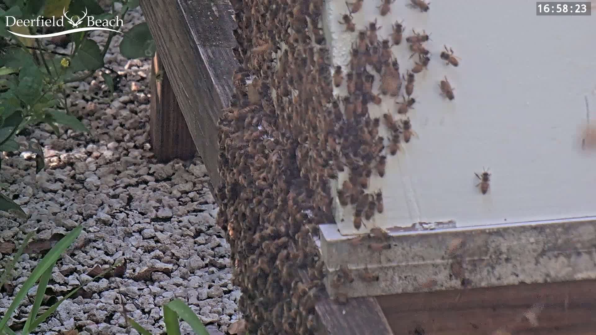 A large cluster of bees covers the side of a beehive outdoors on a sunny day, with gravel visible on the ground.