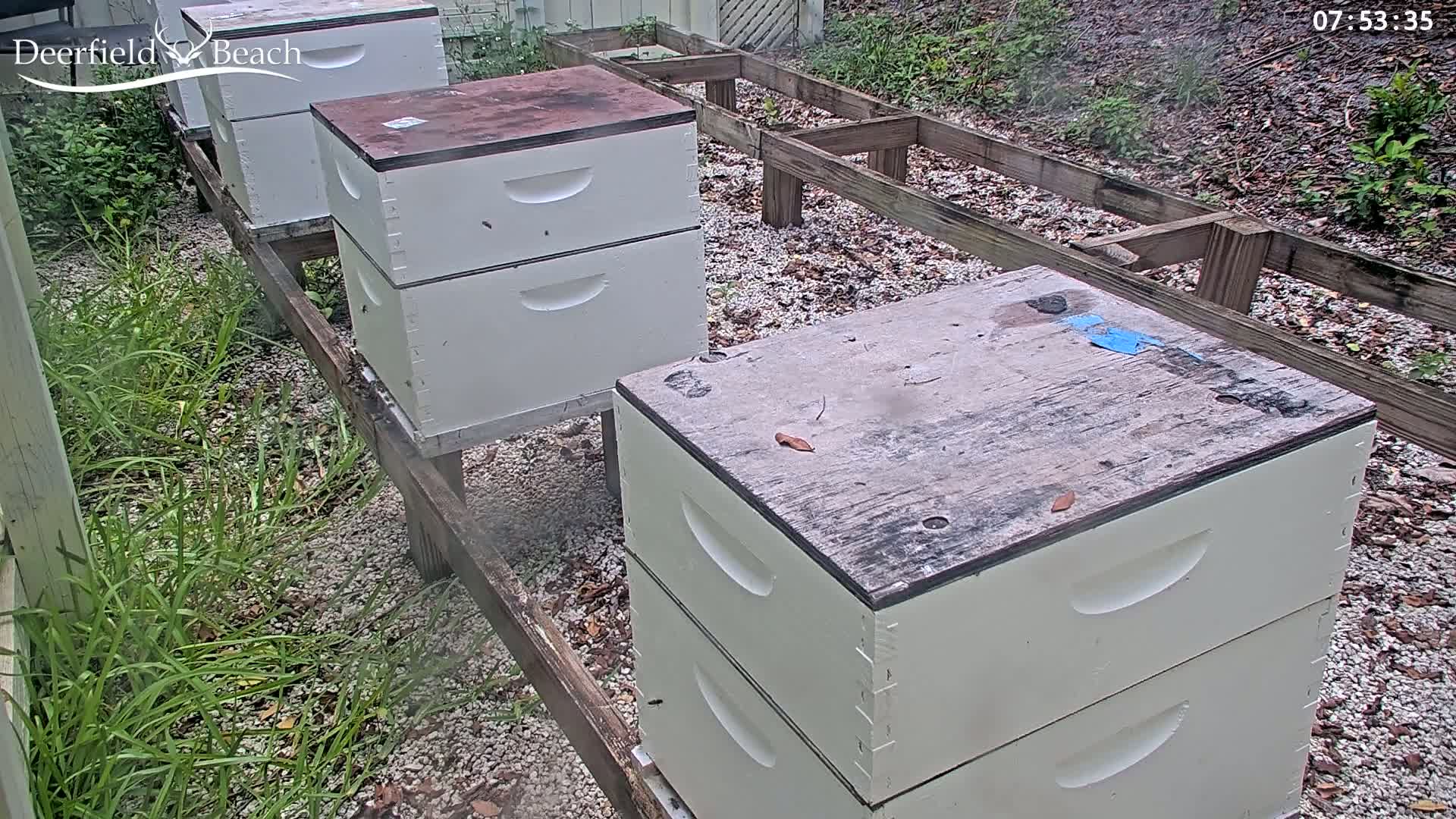 Several beehives sit on a wooden platform in a gravelly area partially overgrown with grass, under overcast skies.