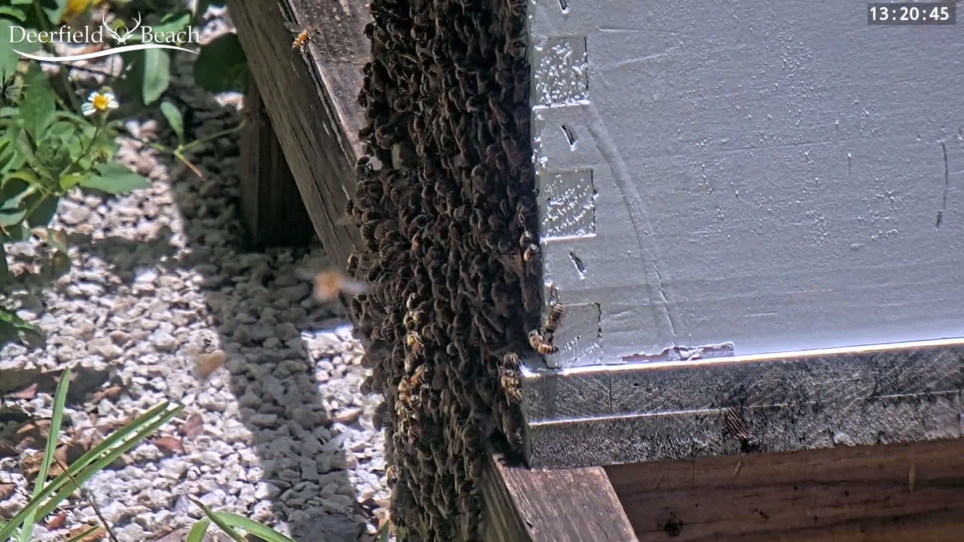 A large cluster of bees covers the side of a beehive outdoors on a sunny day.