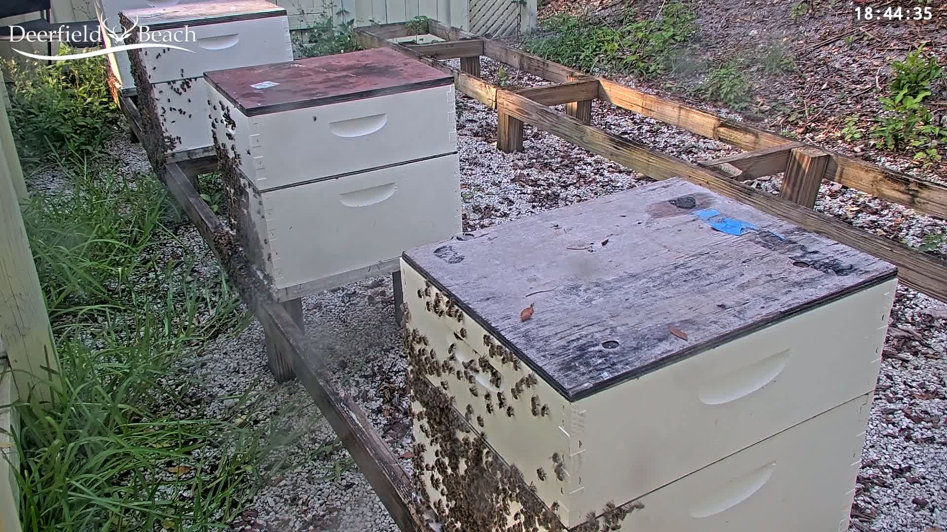 A large cluster of bees covers the side of a beehive outdoors on a sunny day.
