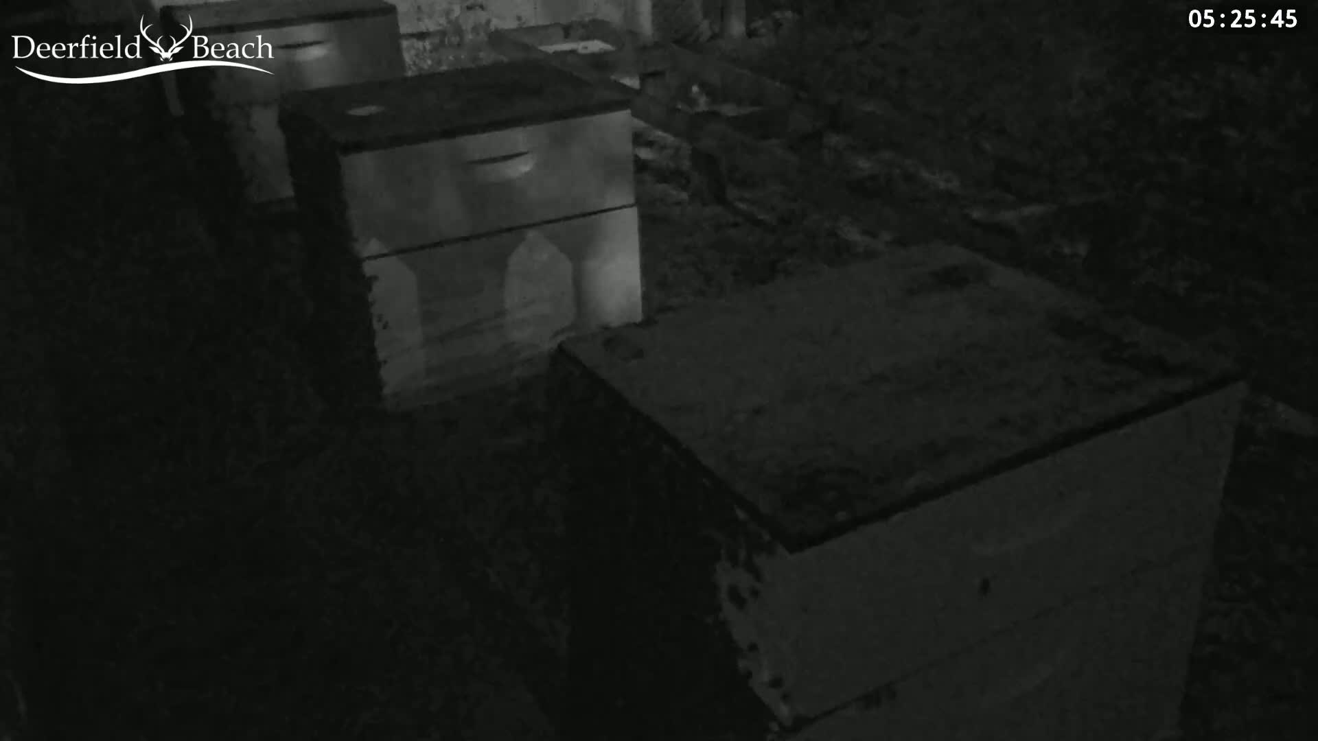 A nighttime, low-light view shows several beehives in an outdoor setting.