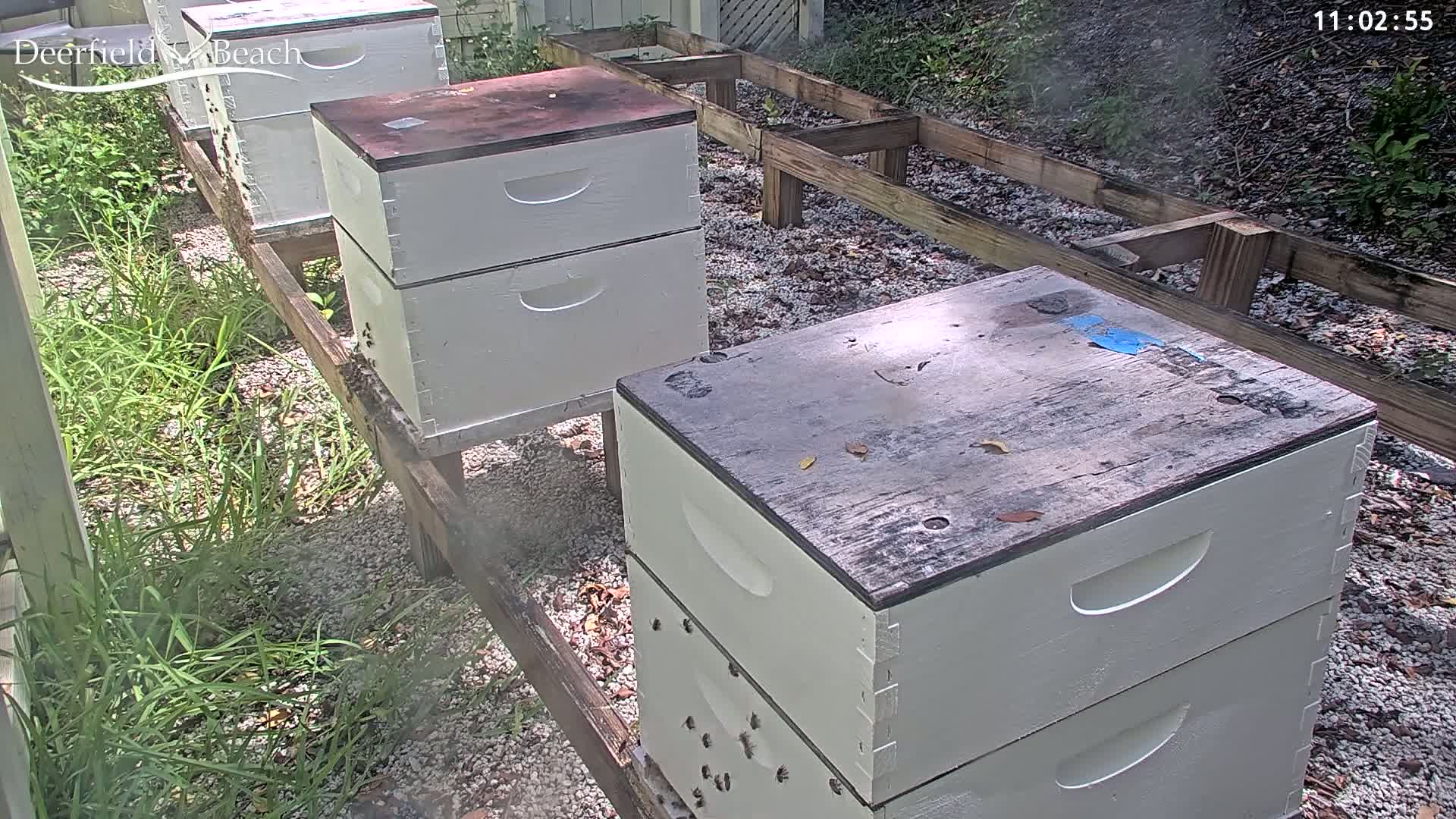 Several beehives sit on a wooden platform in a sunny outdoor area with gravel and grass.