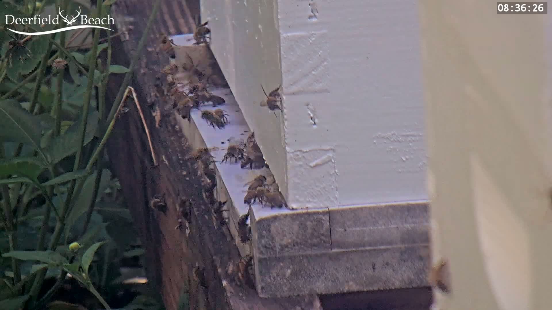 Many bees cluster around the base of a white beehive outdoors on a partly sunny day.
