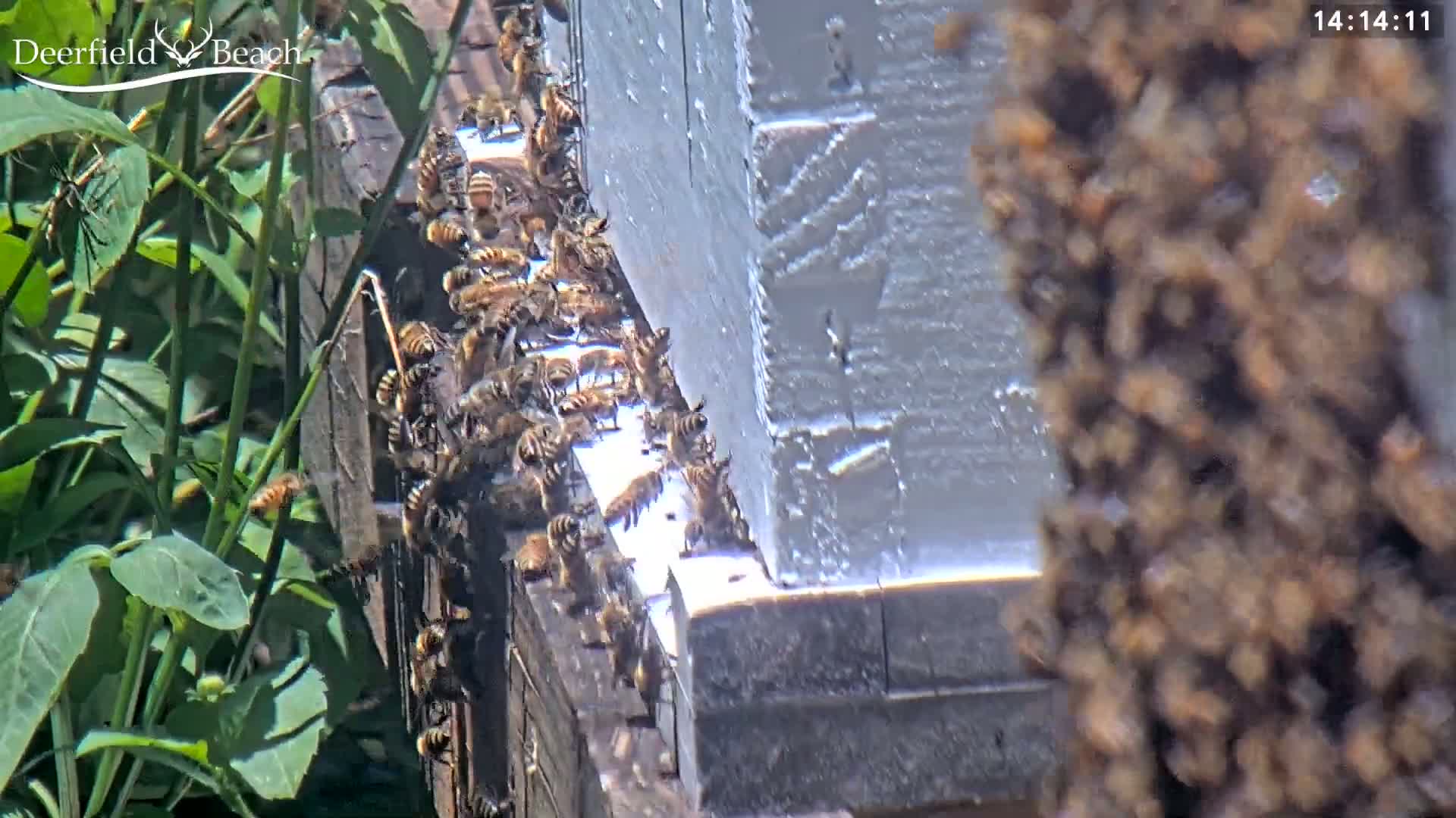 A large number of honeybees are clustered on the side of a beehive on a sunny day next to green vegetation.