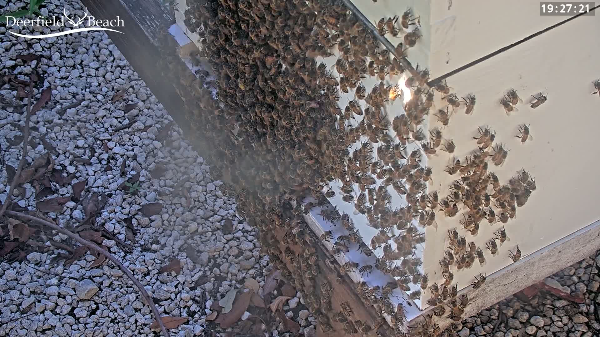 Deerfield Beach City Bee Apiary Farm Live Cam - Deerfield Beach, Broward, Florida, USA