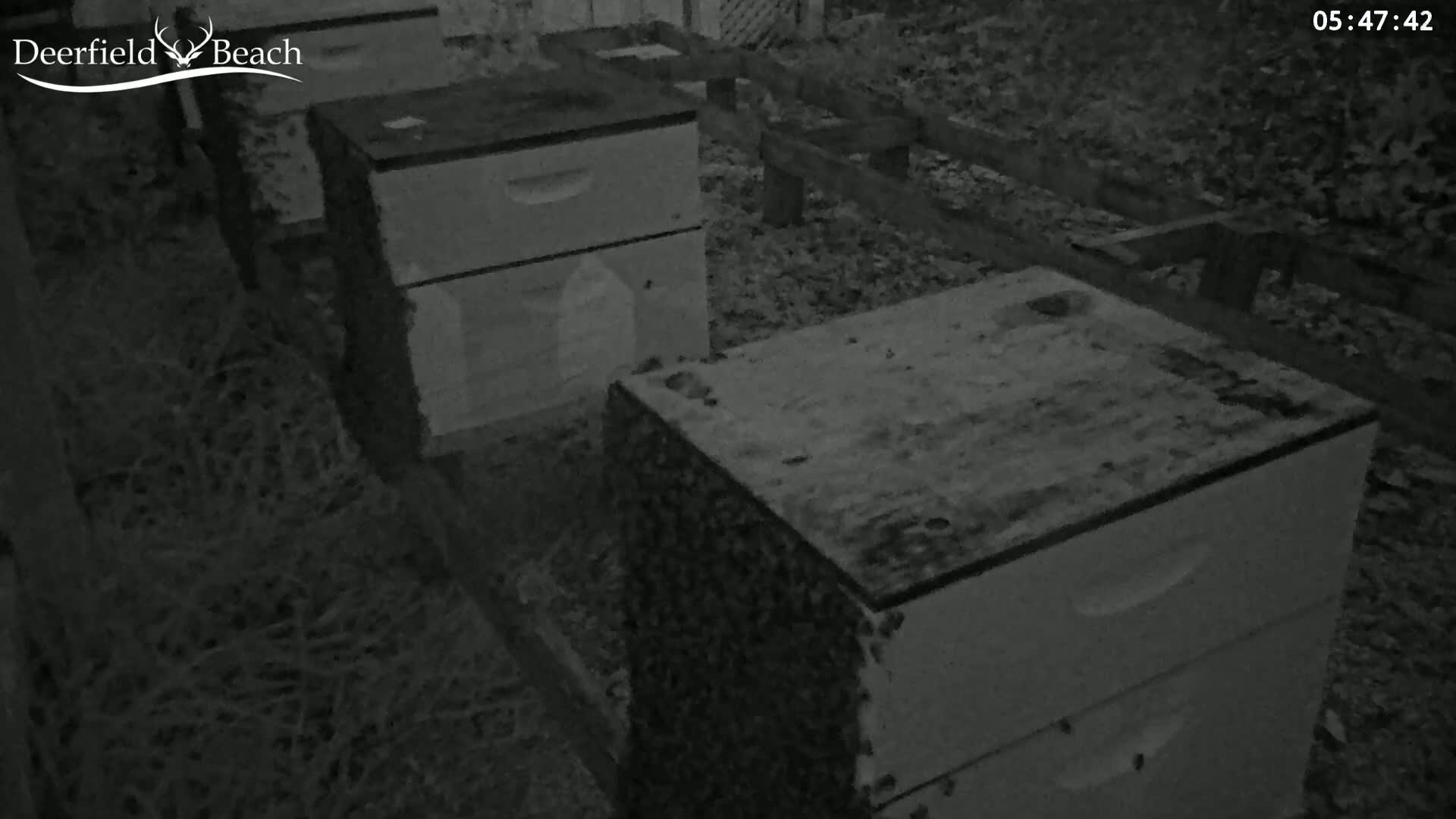 Several beehives covered in bees are situated outdoors at night.