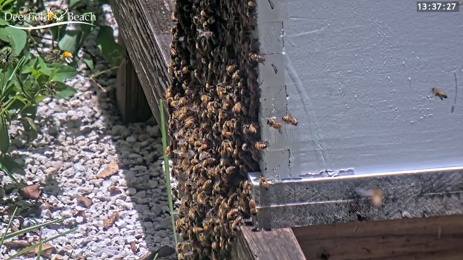 A large cluster of bees covers the side of a beehive on a sunny day, with some bees flying nearby and gravel and small plants in the foreground.