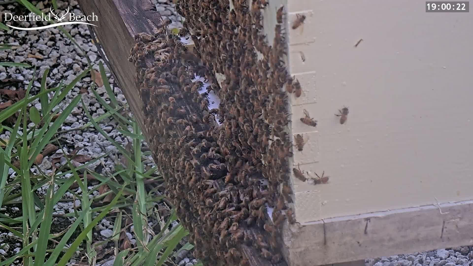 Deerfield Beach City Bee Apiary Farm Live Cam - Deerfield Beach, Broward, Florida, USA