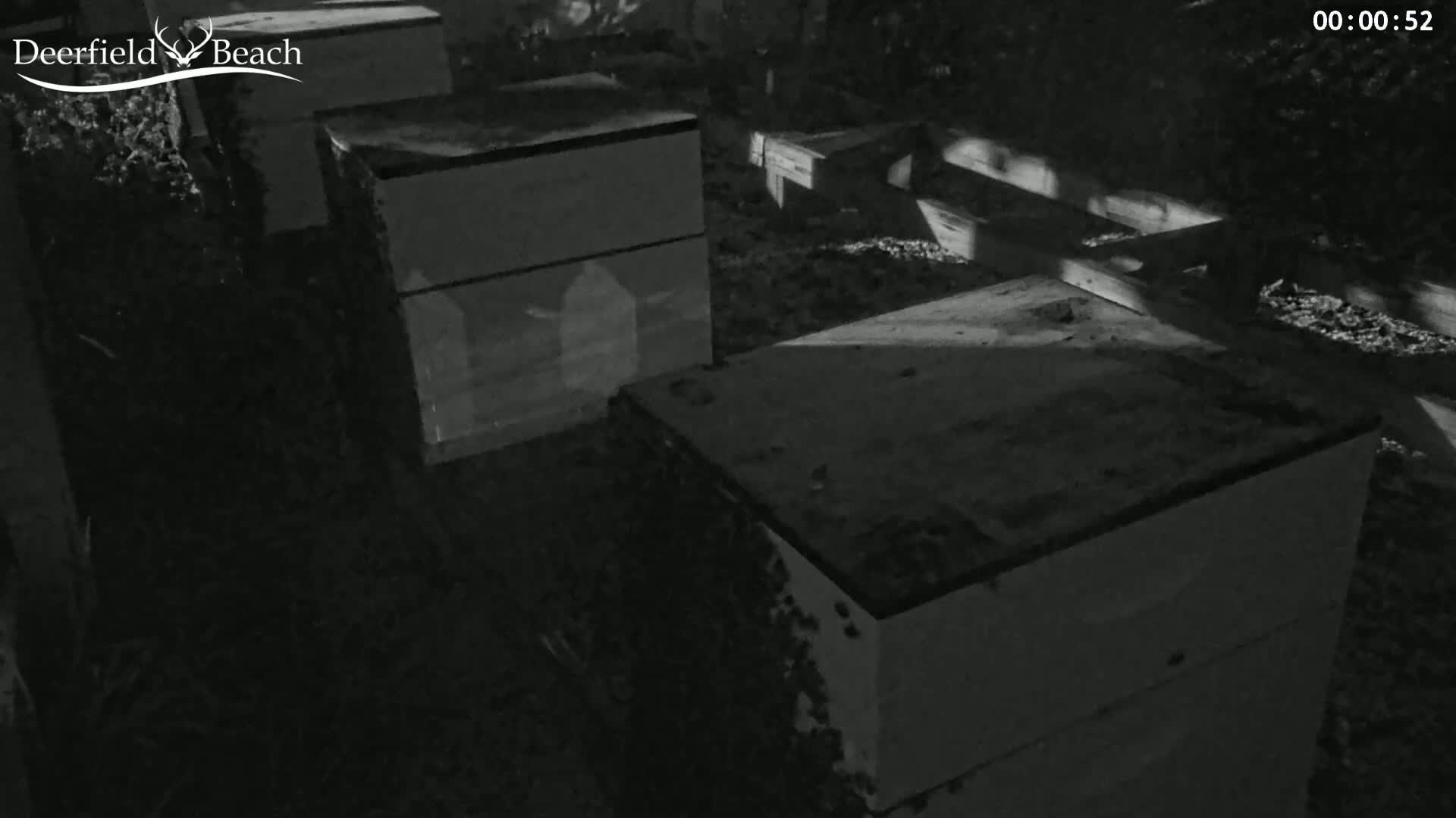 Deerfield Beach City Bee Apiary Farm Live Cam - Deerfield Beach, Broward, Florida, USA