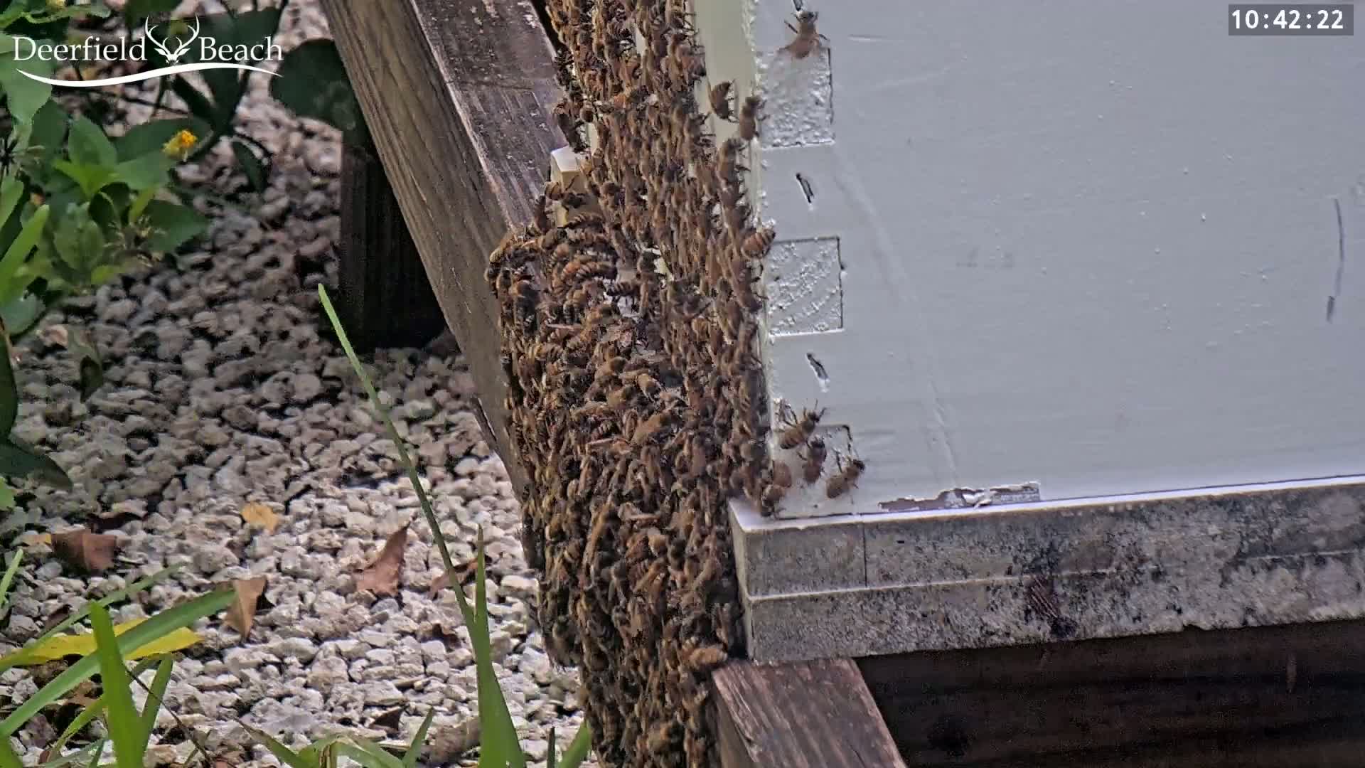 A large cluster of bees covers the side of a white beehive next to a wooden structure, outdoors on a bright day.