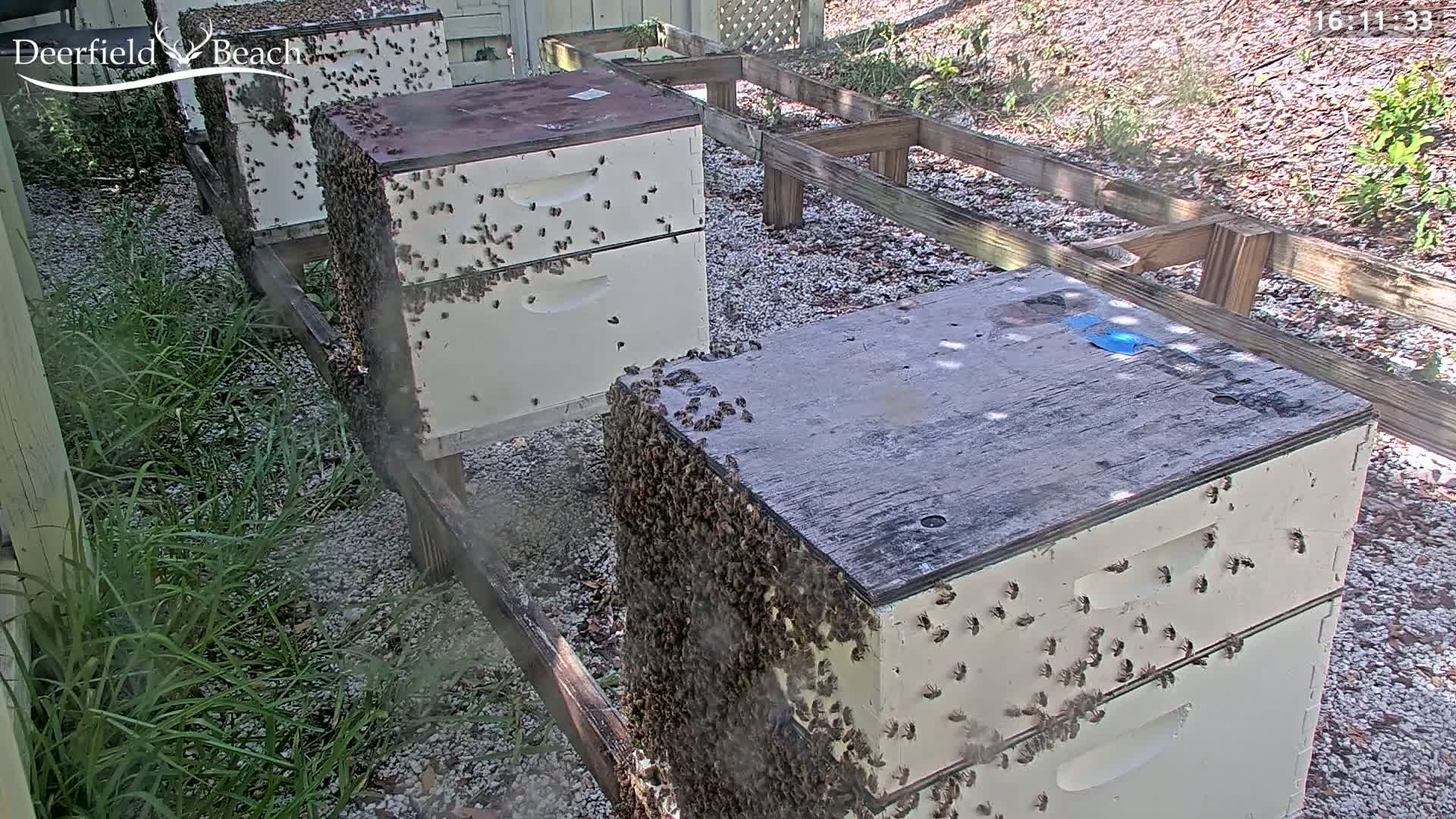 Deerfield Beach City Bee Apiary Farm Live Cam - Deerfield Beach, Broward, Florida, USA
