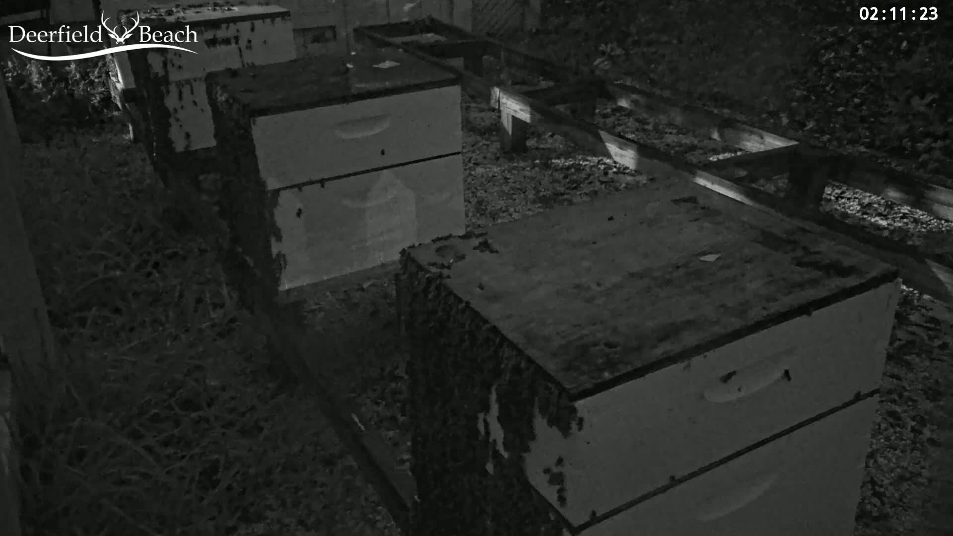 Deerfield Beach City Bee Apiary Farm Live Cam - Deerfield Beach, Broward, Florida, USA