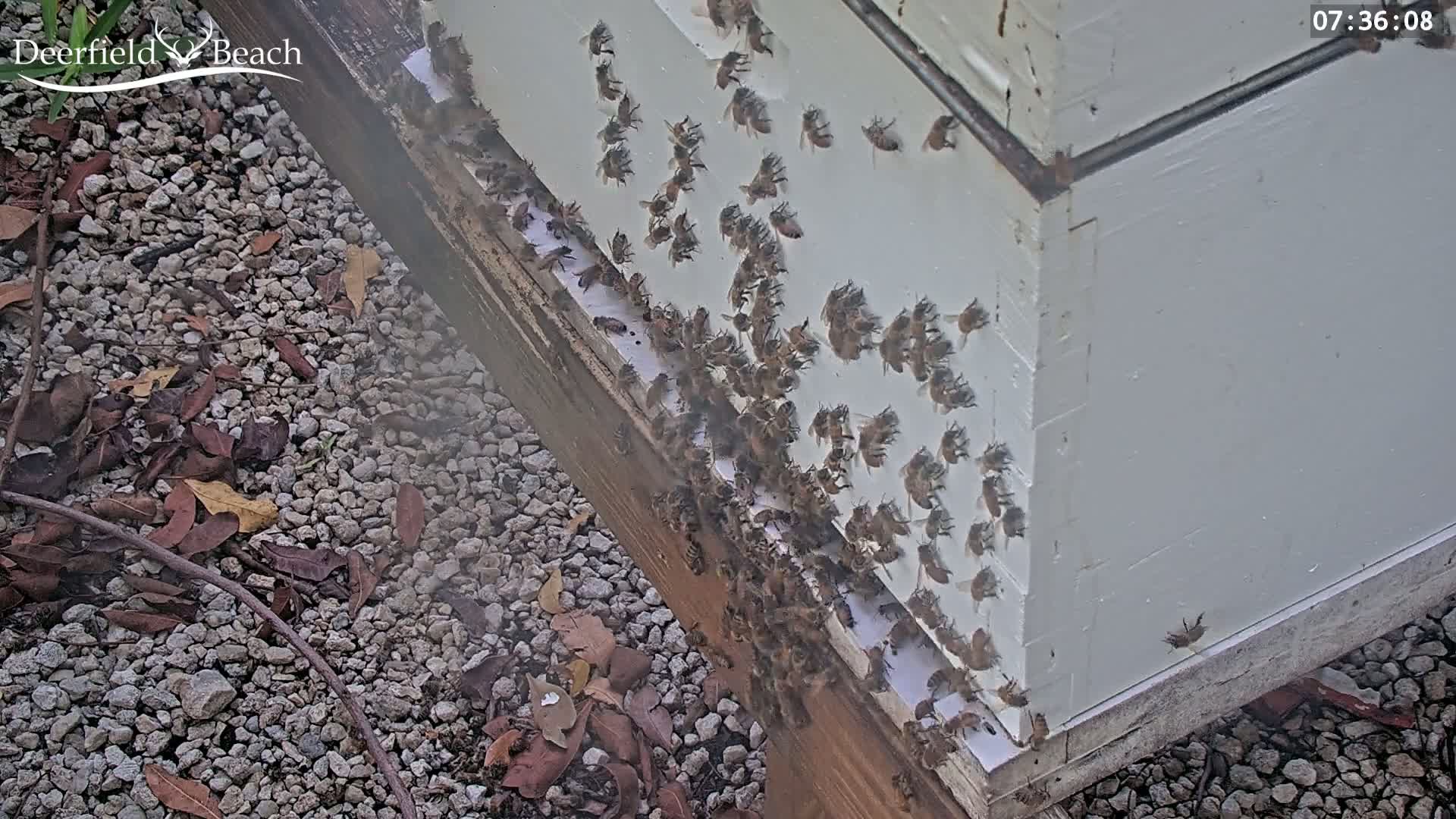 Many bees cluster on the outside of a white beehive on a gravel ground with some fallen leaves.