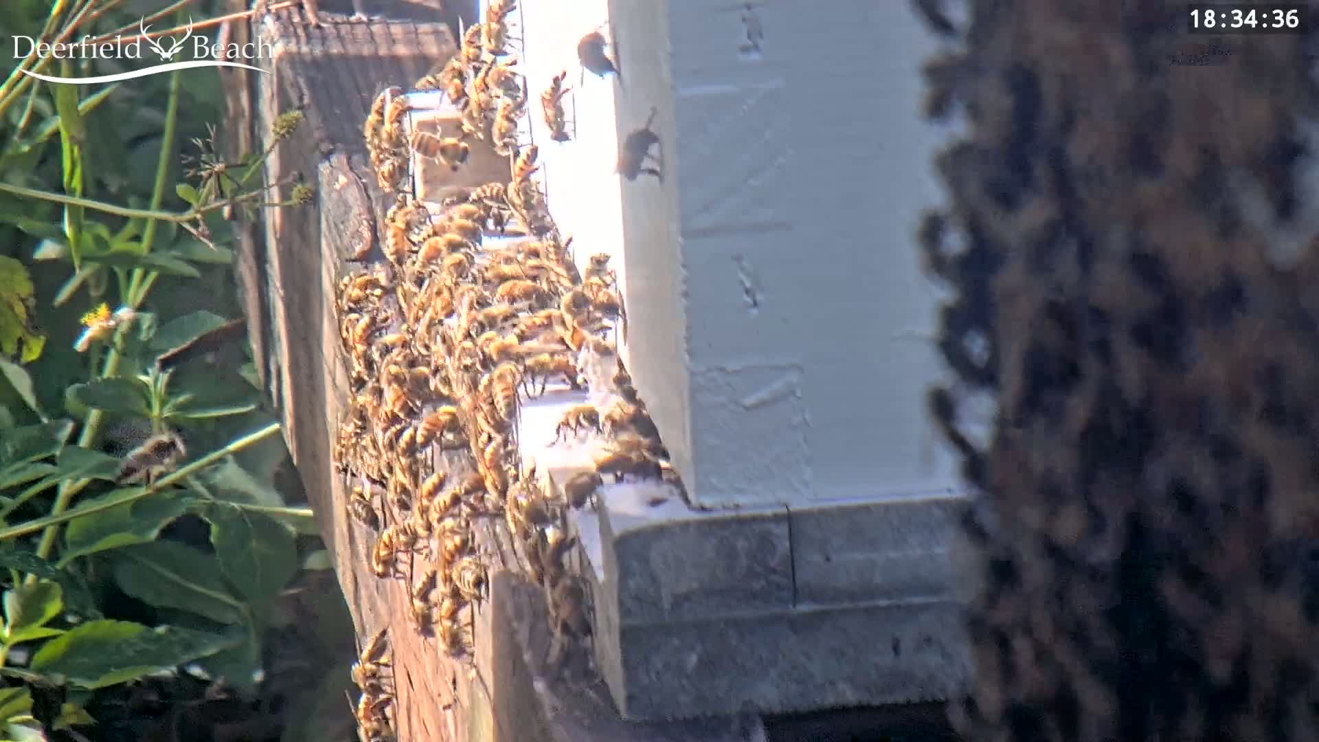 Deerfield Beach City Bee Apiary Farm Live Cam - Deerfield Beach, Broward, Florida, USA
