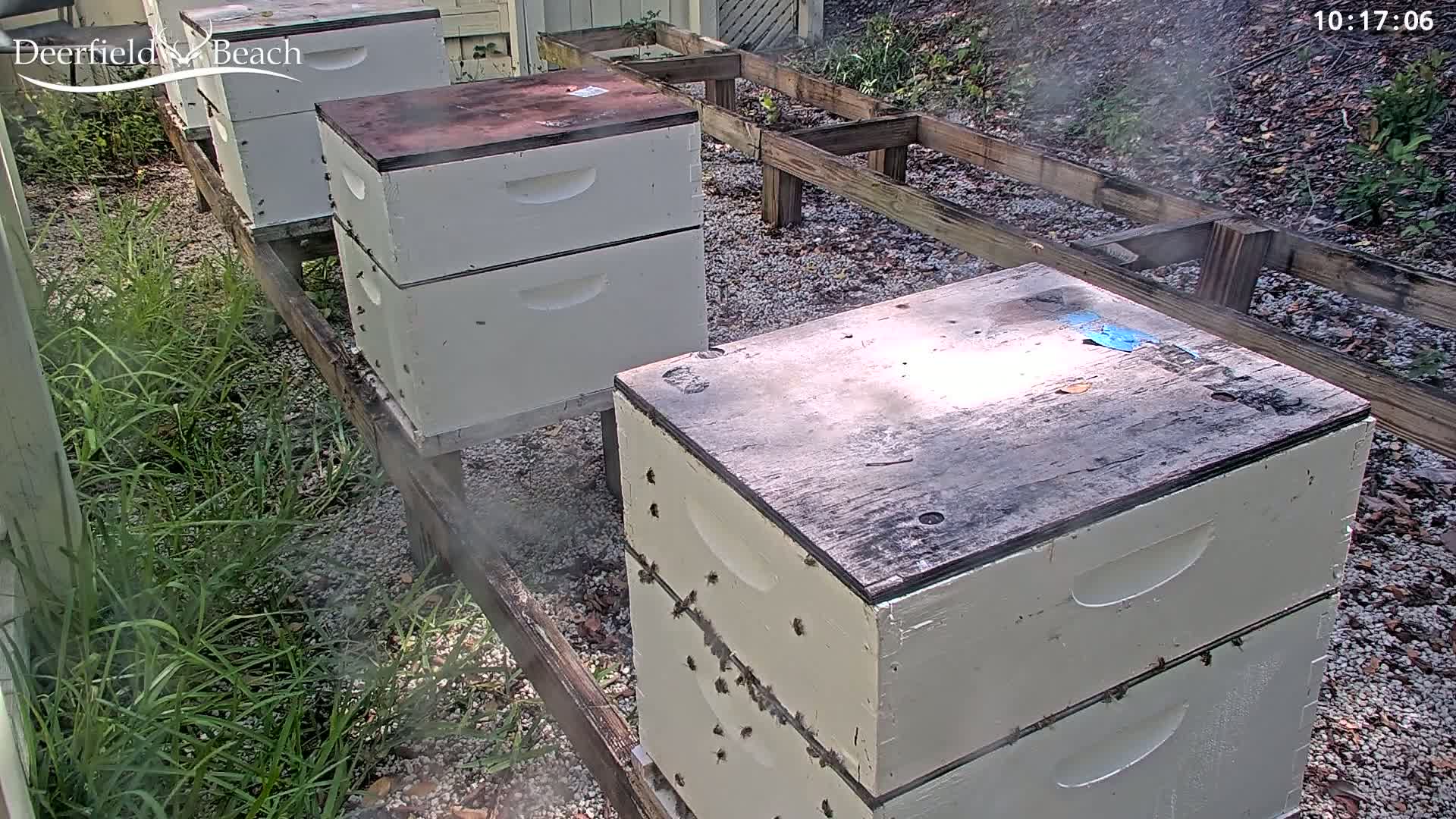 Several beehives sit on a wooden platform outdoors, surrounded by patchy grass and gravel, with a light haze of smoke visible.