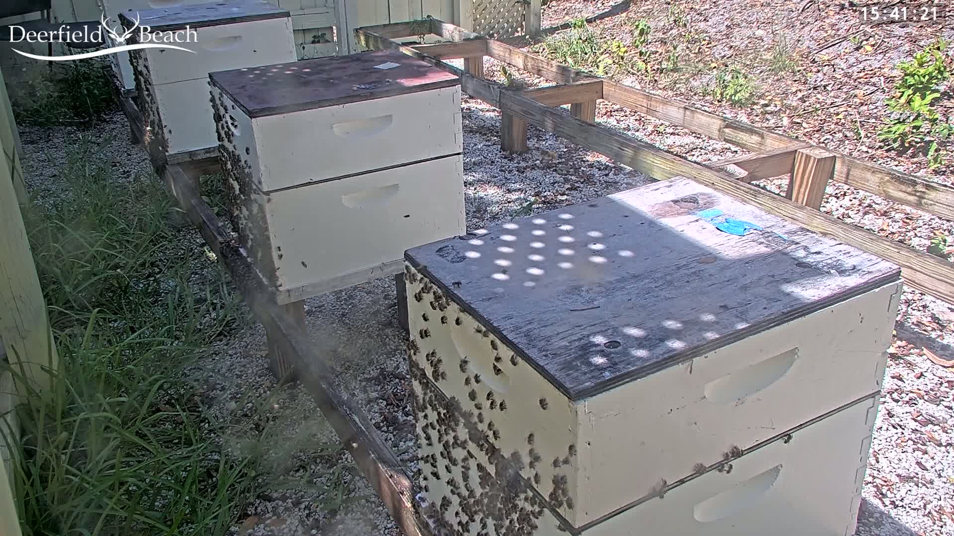 Deerfield Beach City Bee Apiary Farm Live Cam - Deerfield Beach, Broward, Florida, USA