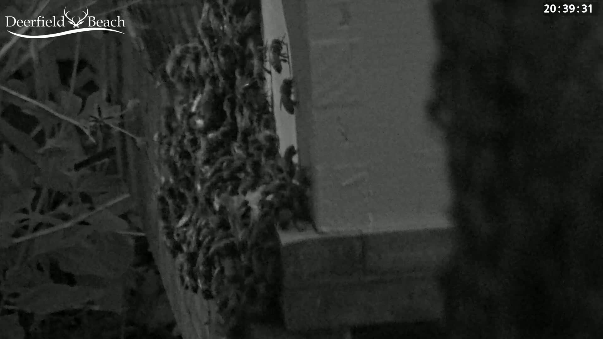 Deerfield Beach City Bee Apiary Farm Live Cam - Deerfield Beach, Broward, Florida, USA