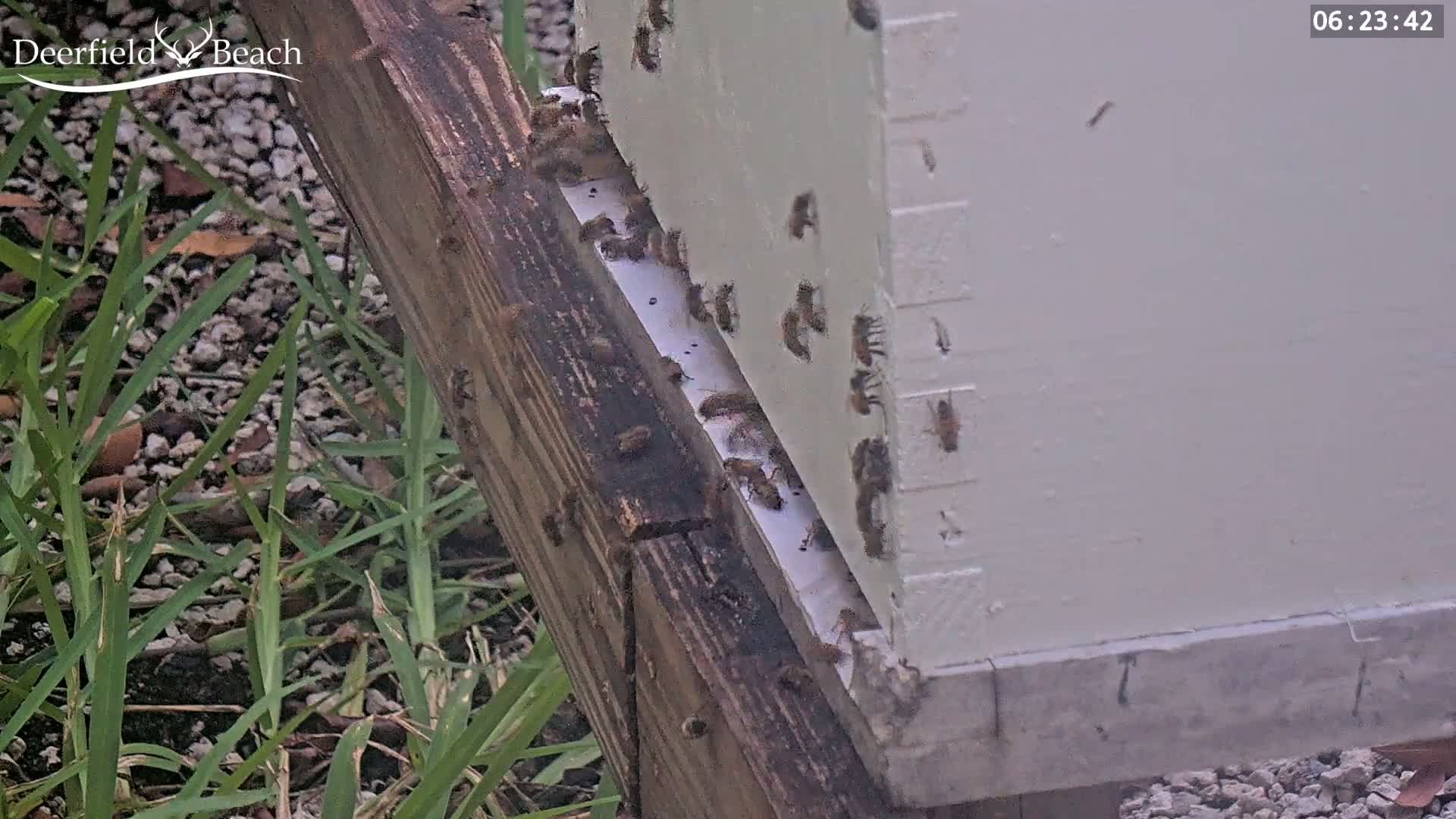 Many bees are clustered on and around a white beehive outdoors, near some grass and gravel.