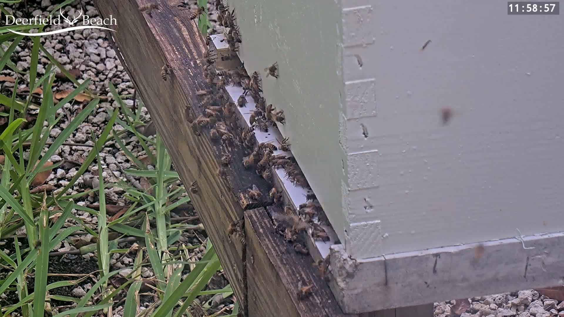 Many honeybees are clustered around the entrance of a white beehive outdoors on a partly grassy ground.