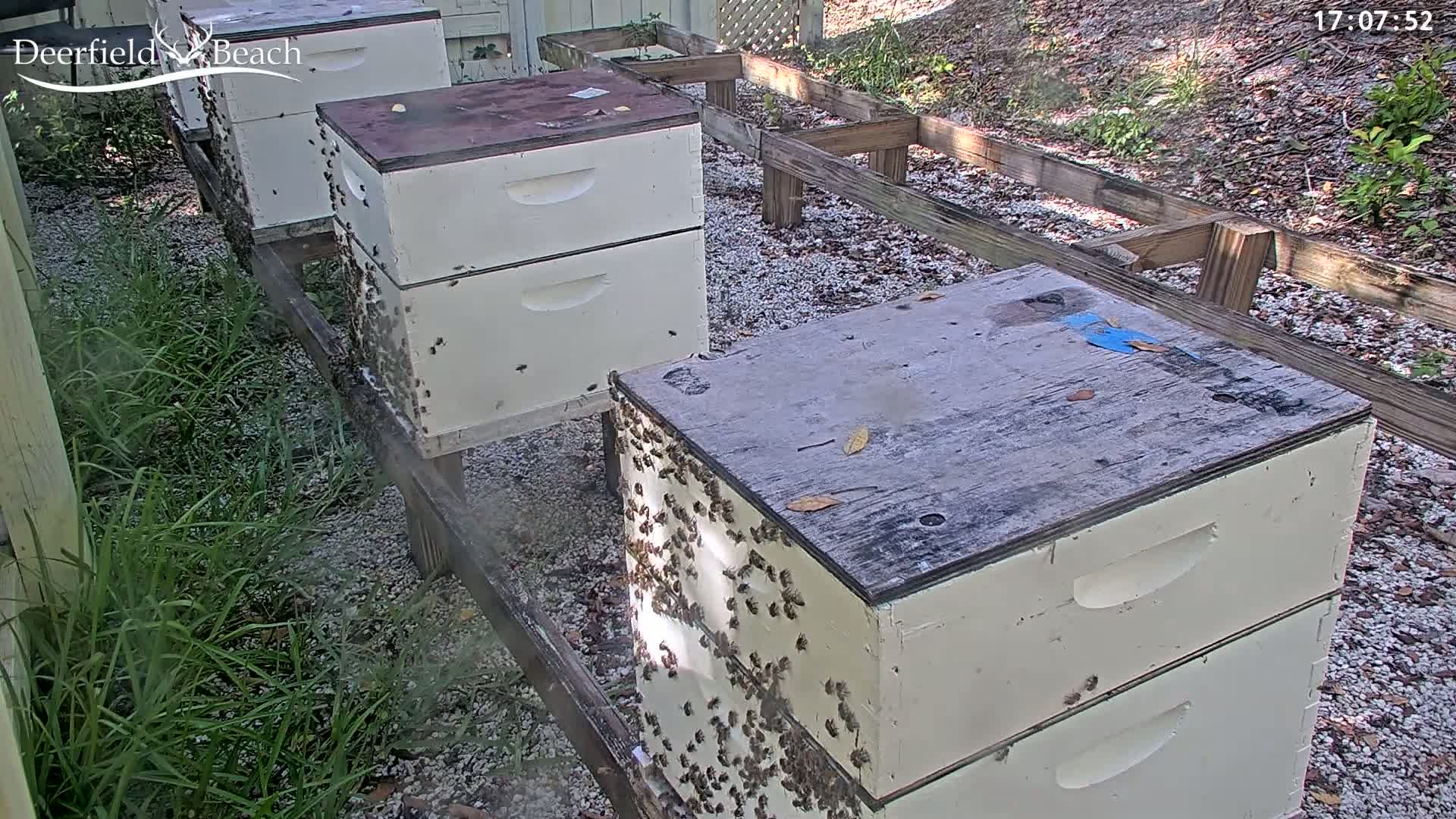 Deerfield Beach City Bee Apiary Farm Live Cam - Deerfield Beach, Broward, Florida, USA