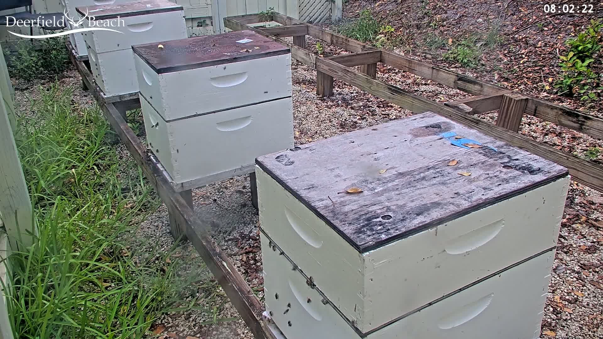 Several white beehives sit on wooden stands in a gravel area bordered by grass, under overcast conditions.