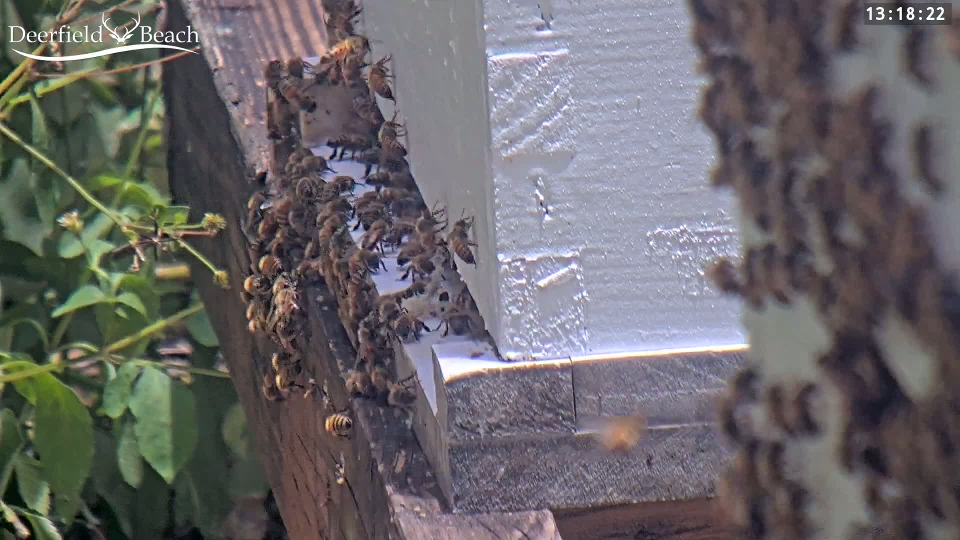 A large group of honeybees are clustered on the outside of a white beehive on a sunny day.