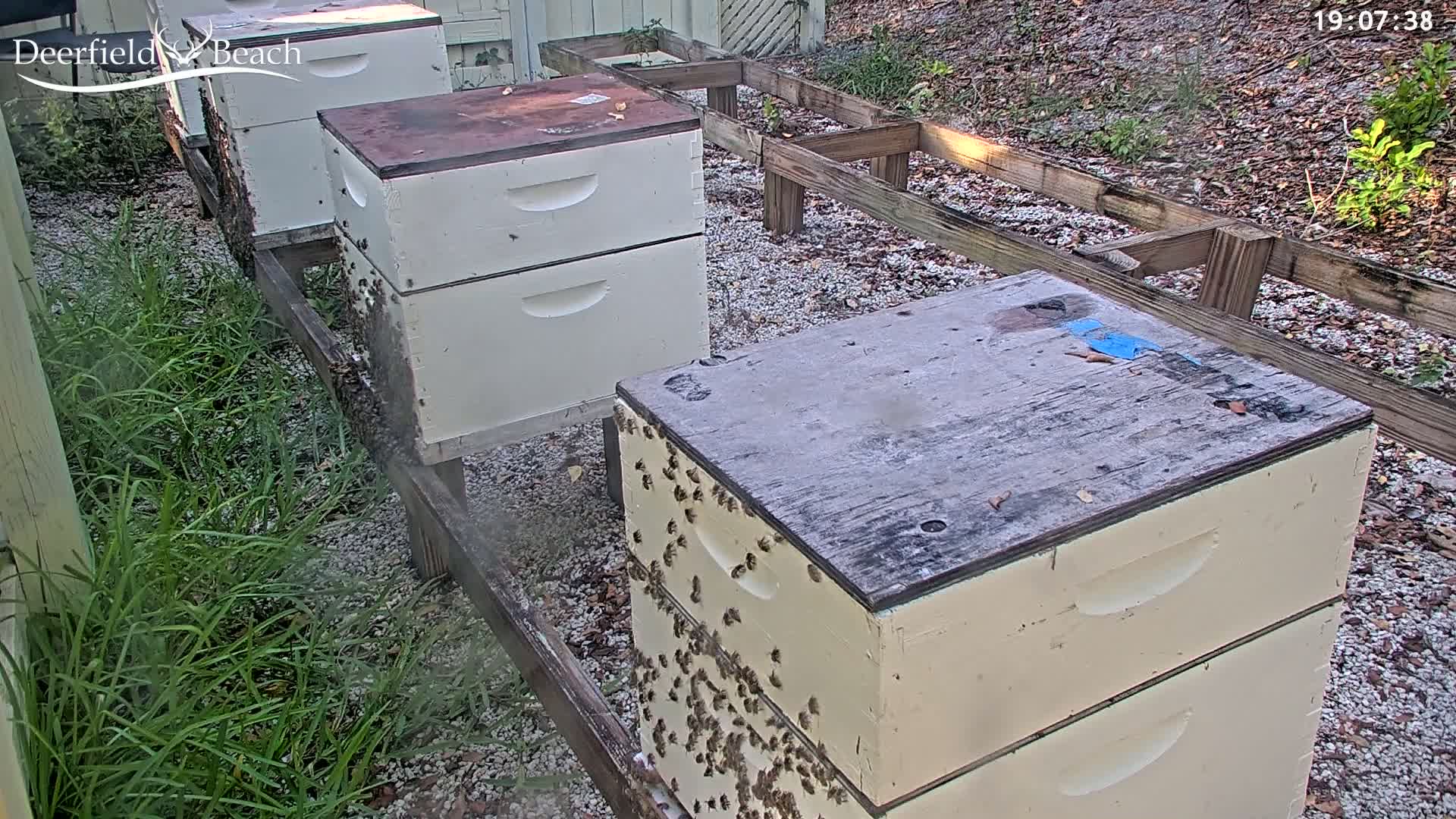 Deerfield Beach City Bee Apiary Farm Live Cam - Deerfield Beach, Broward, Florida, USA