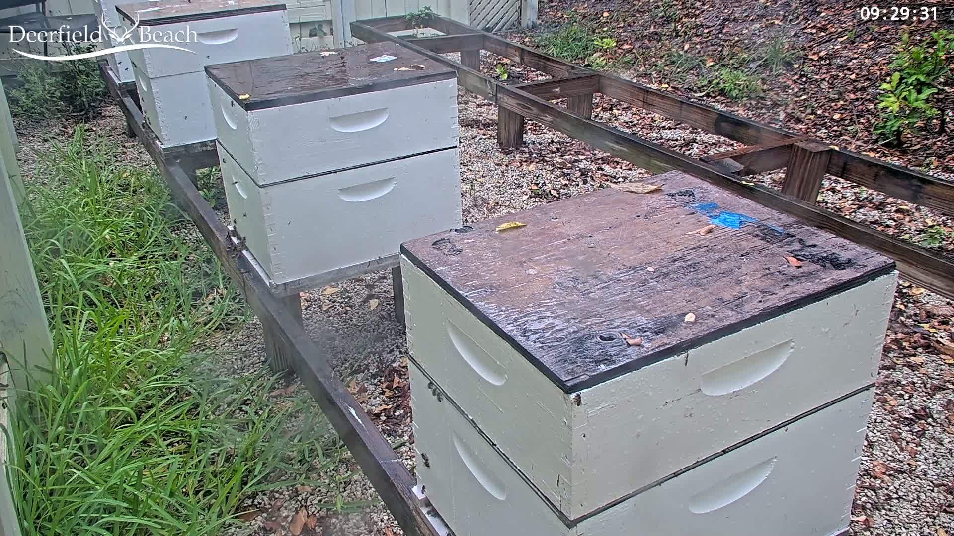 Deerfield Beach City Bee Apiary Farm Live Cam - Deerfield Beach, Broward, Florida, USA