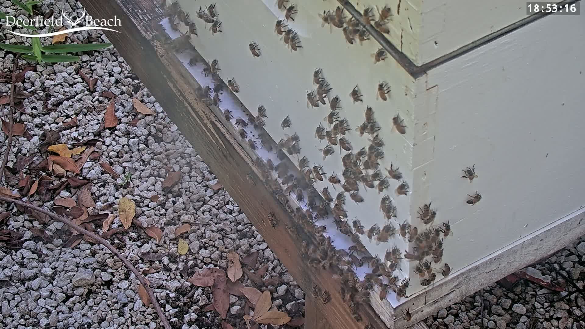 Deerfield Beach City Bee Apiary Farm Live Cam - Deerfield Beach, Broward, Florida, USA