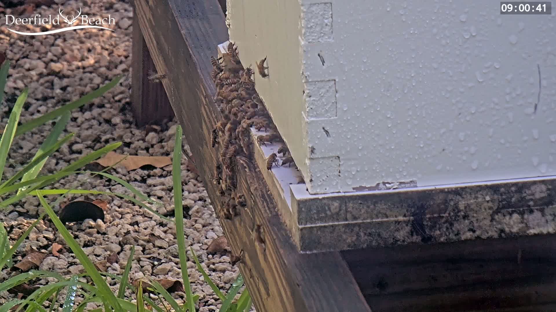 Deerfield Beach City Bee Apiary Farm Live Cam - Deerfield Beach, Broward, Florida, USA